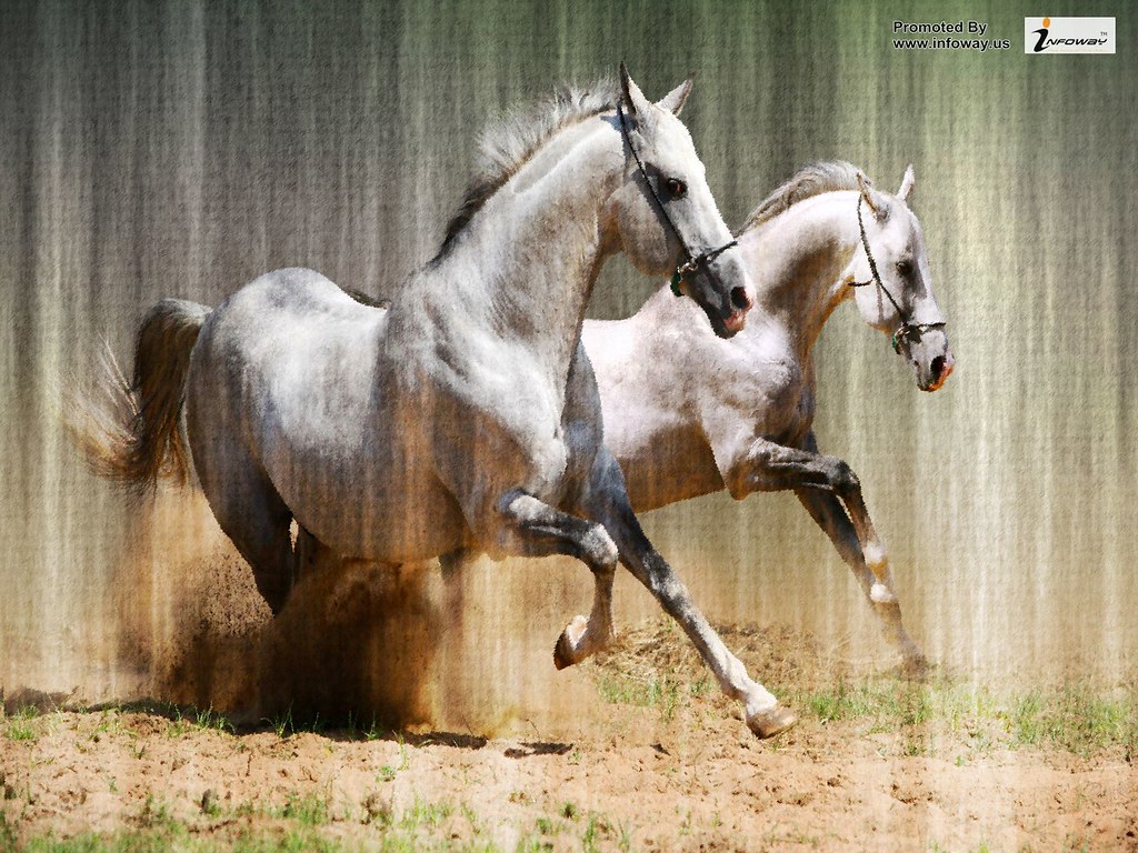 Galloping Horses Hd - HD Wallpaper 