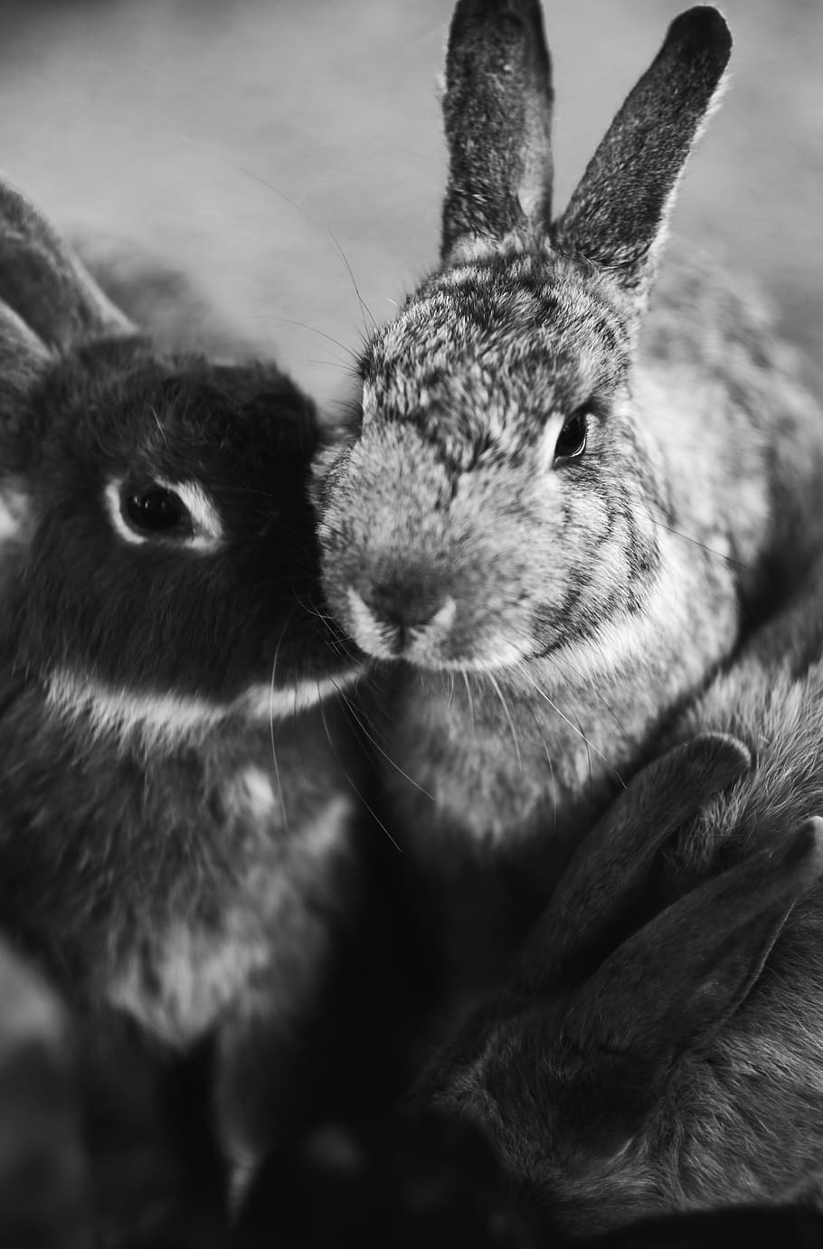 Grayscale Photography Of Rabbits, Mammal, Animal, Rodent, - Photography Animals In Black And White - HD Wallpaper 