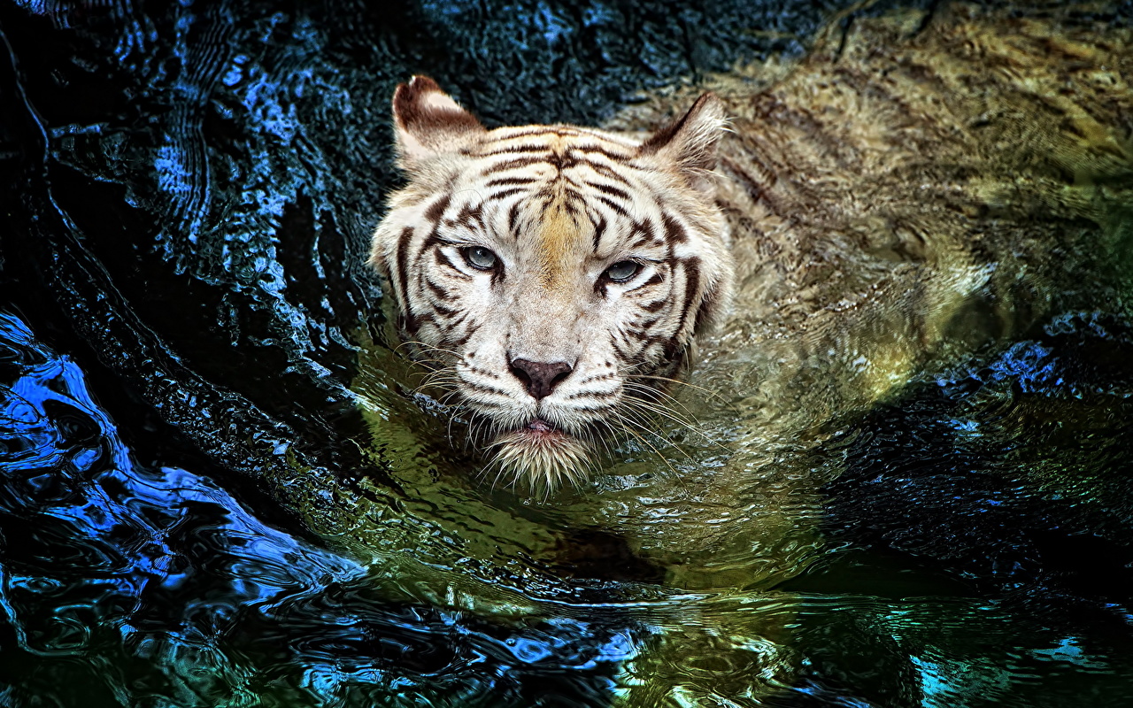 White Tiger In Water - HD Wallpaper 