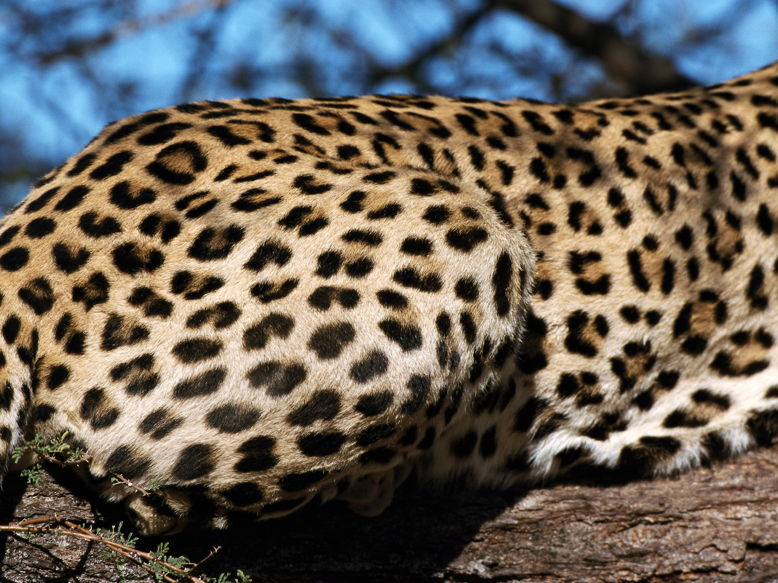 The Best Animals Wallpapers Pack - Leopard - HD Wallpaper 