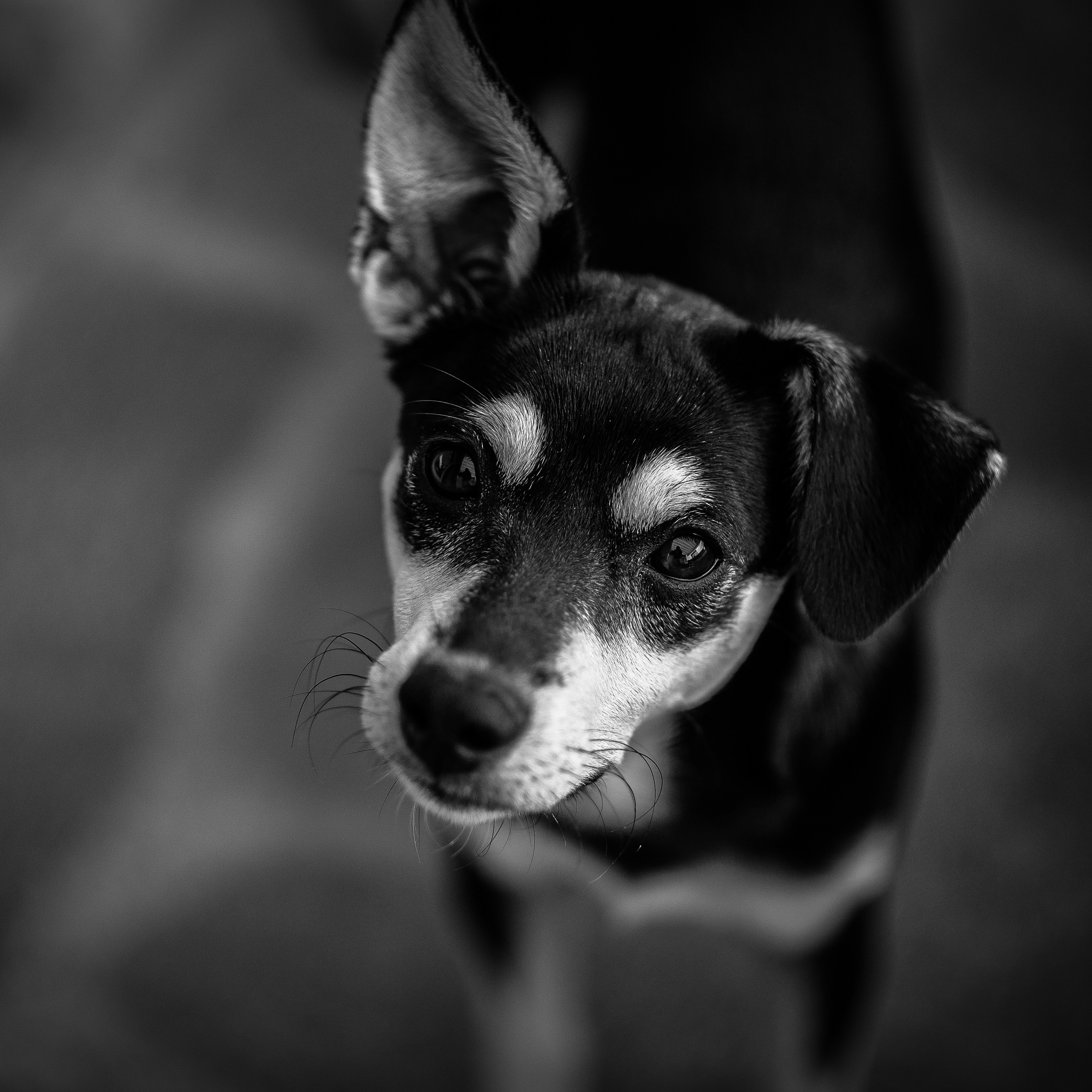 Mini Pinscher Black And White - HD Wallpaper 