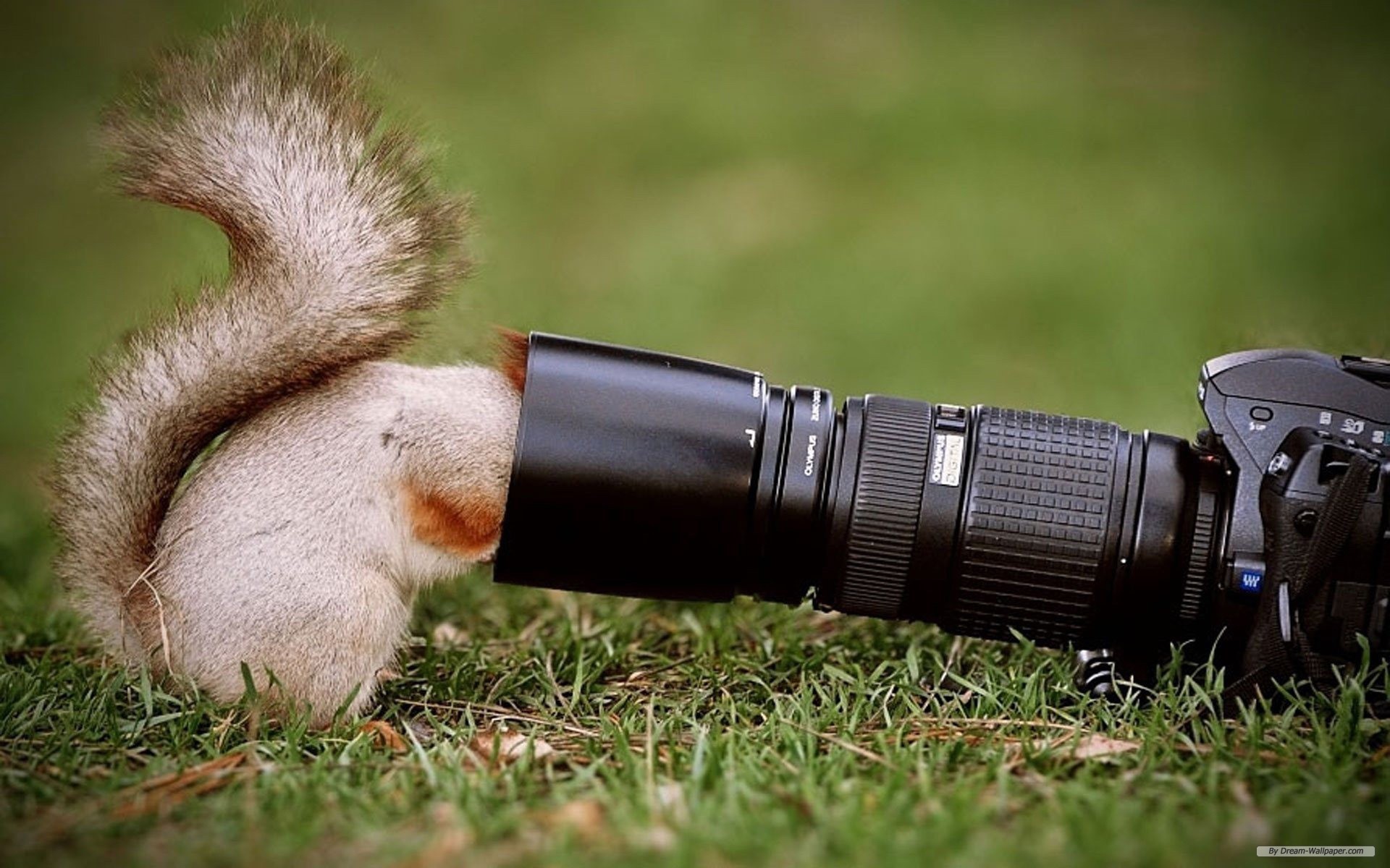 Beautiful And Cute Animals Wallpaper - Beautiful And Cute Animals - 1920x1200 Wallpaper Beautiful And Cute Animals Wallpaper - Beautiful And Cute Animals - 1920x1200 Wallpaper
