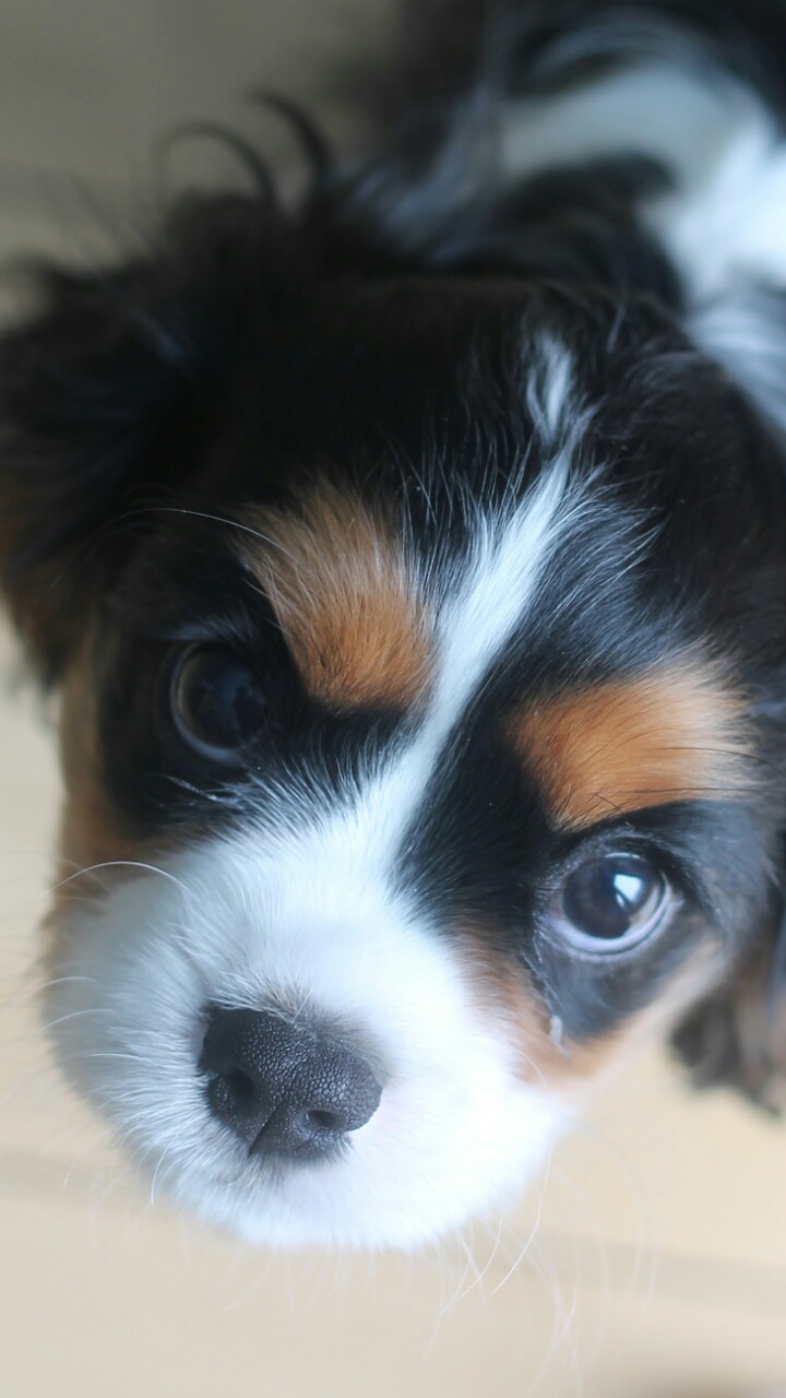 Dog Image - Beautiful Animals - HD Wallpaper 