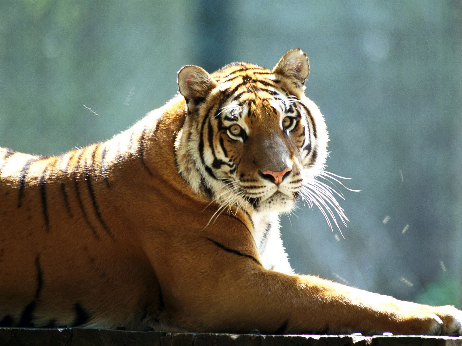 Animals Wallpapers Pack - Tiger Lying Down Side View - HD Wallpaper 