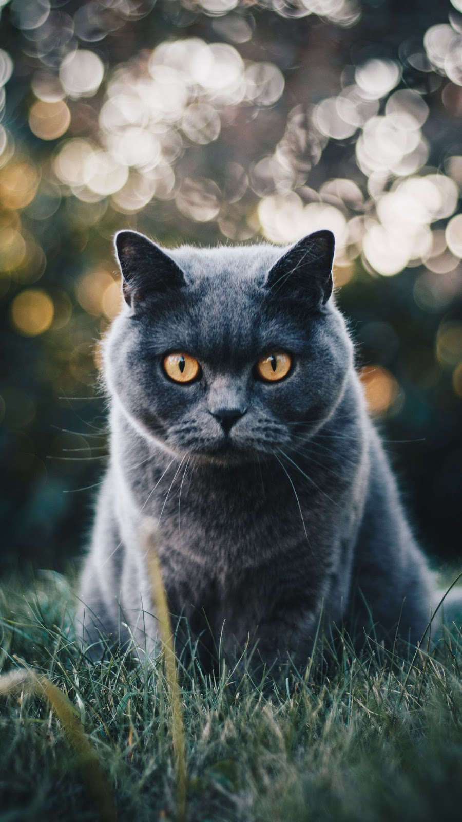 Burmese Vs British Shorthair - HD Wallpaper 