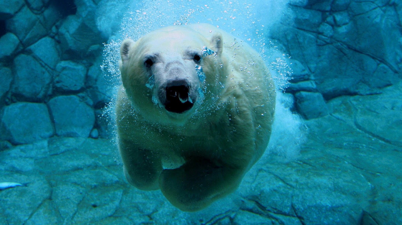 Animal Wallpaper With A Polar Bear Swimming Underwater - Polar Bear Desktop Background - HD Wallpaper 