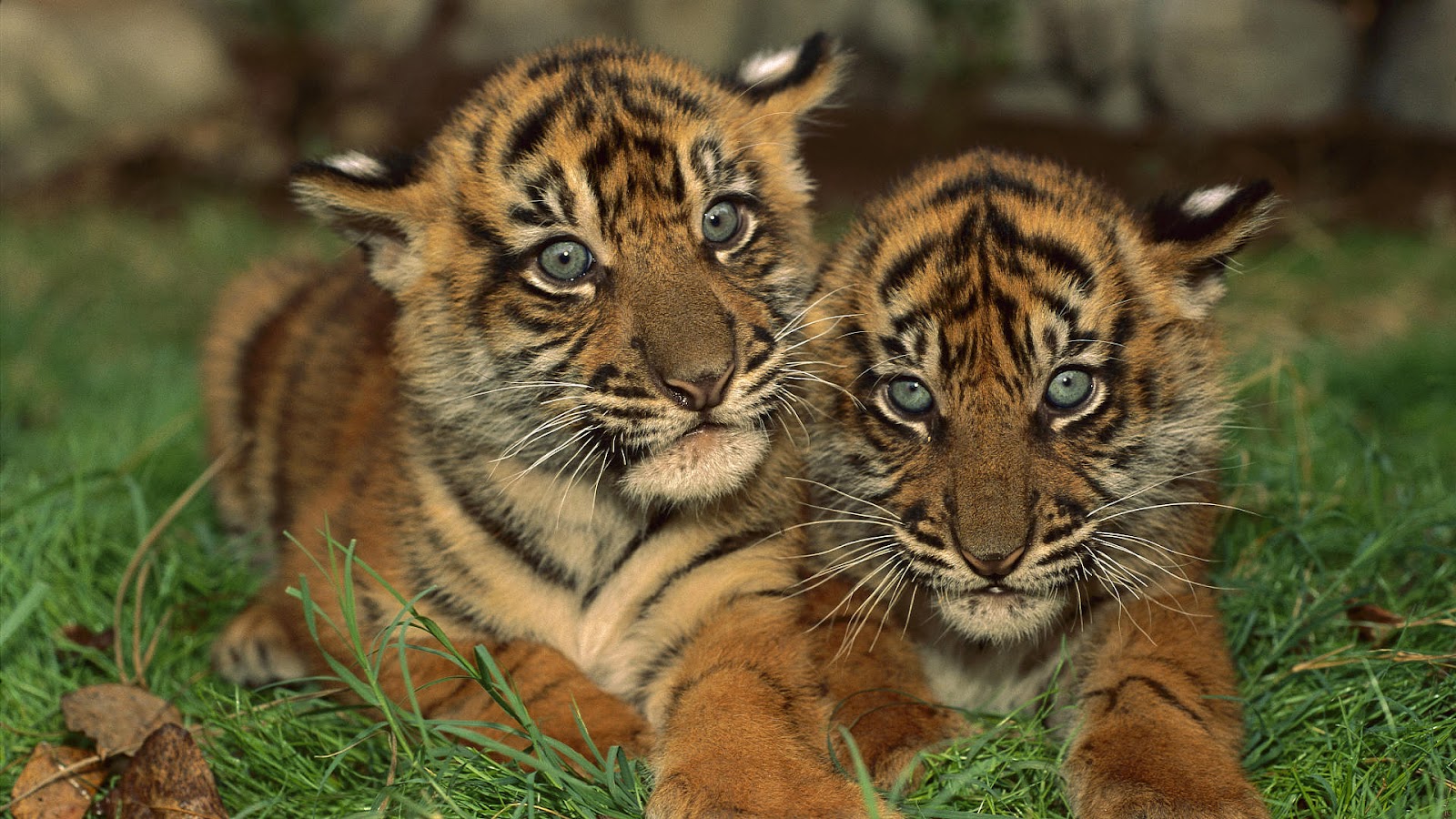 Beautiful Animals Foto With Two Young Tigers On The - Tiger Cubs Facebook Cover - HD Wallpaper 