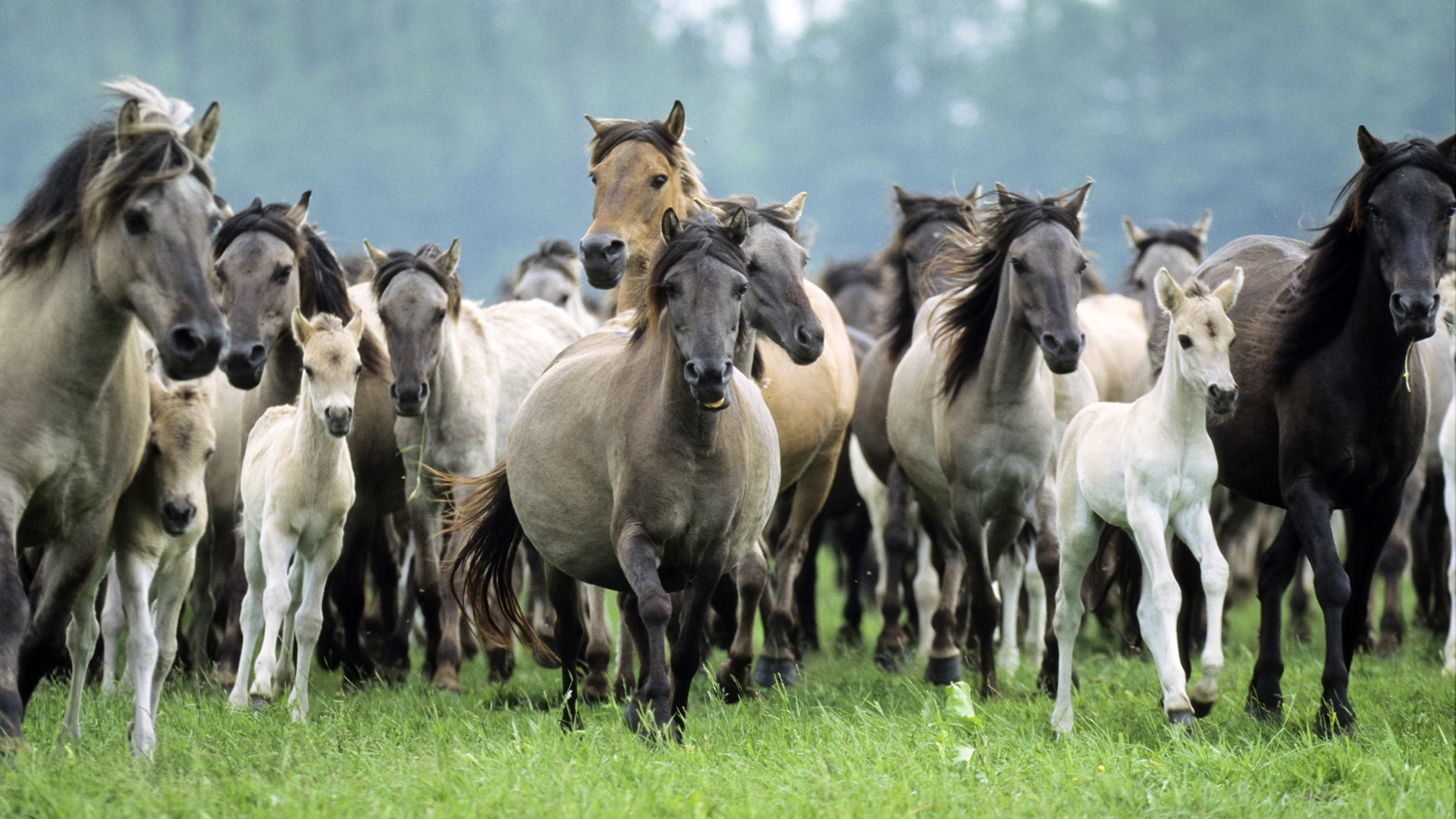 Wild Animal Pictures Download - Big Group Of Horses - HD Wallpaper 
