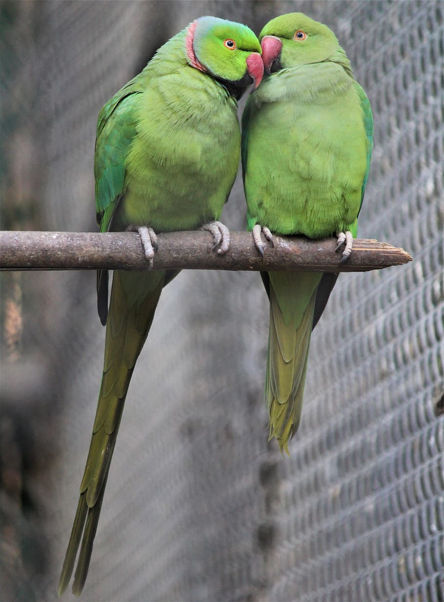 Couple, Sweet, Parrots, Bird, Nature, Love, Animal, - Sweet Parrots - HD Wallpaper 