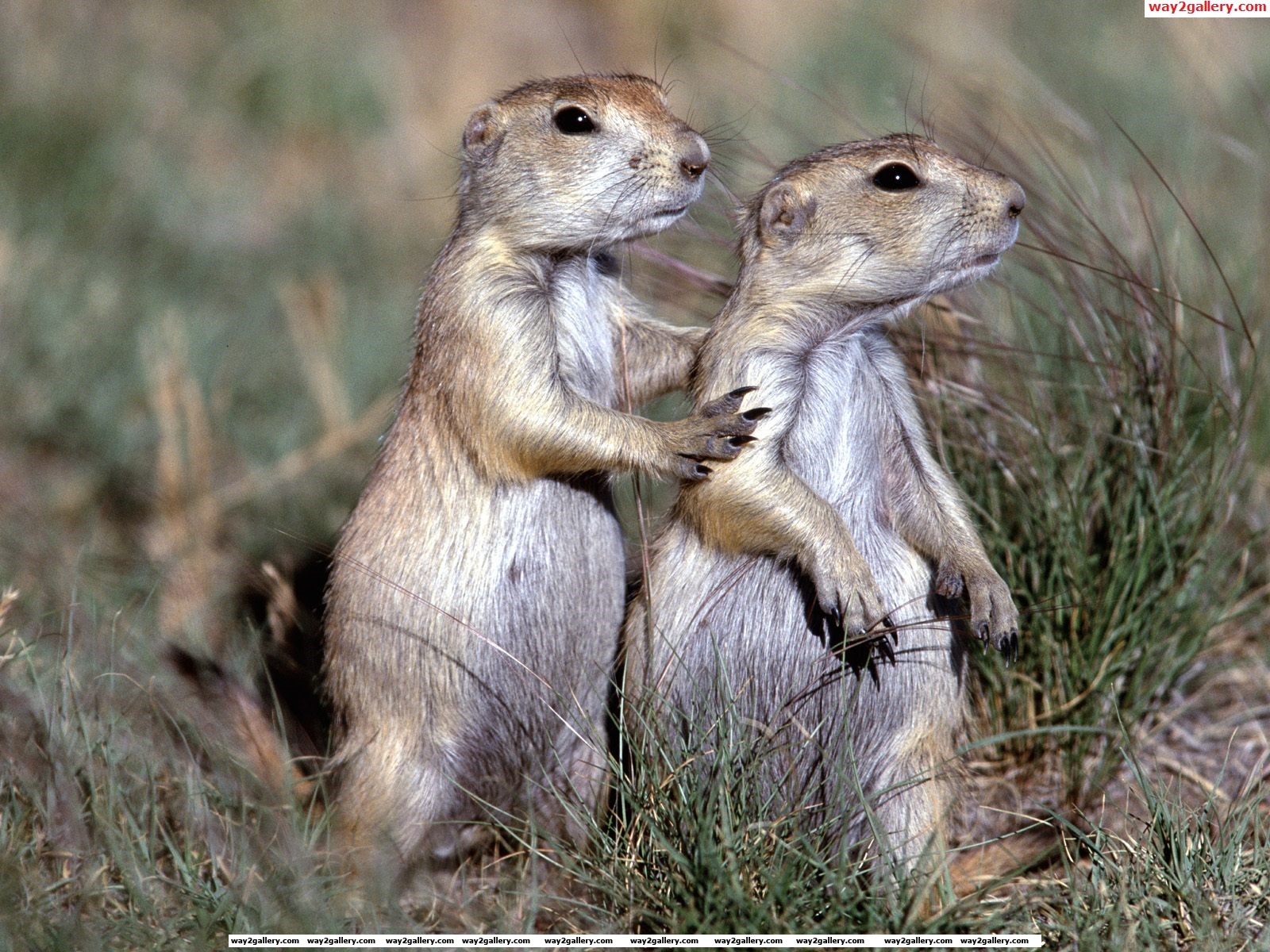 Funny Massage Memes - HD Wallpaper 