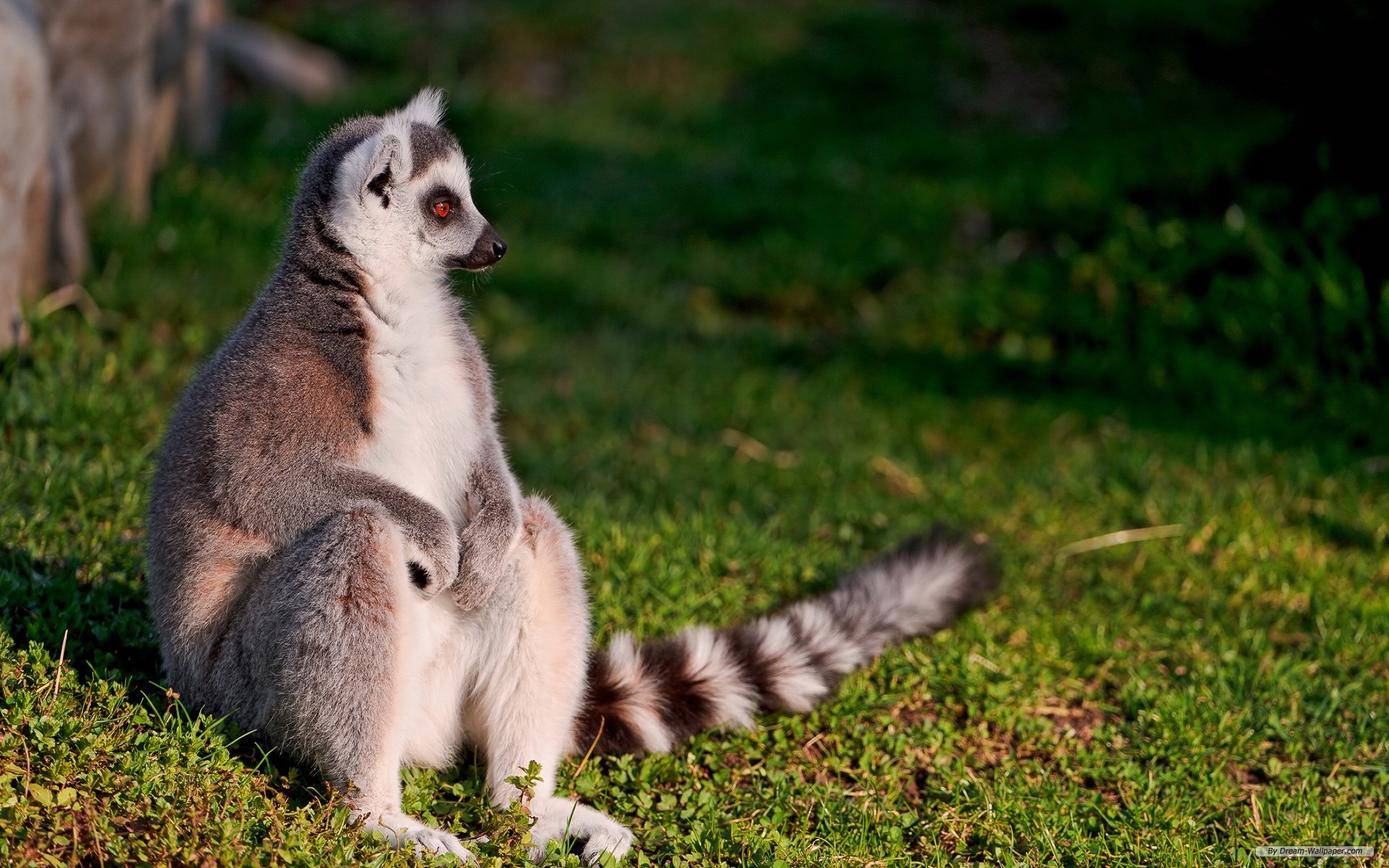 Free Animal Wallpaper - Lemur Desktop Background - HD Wallpaper 