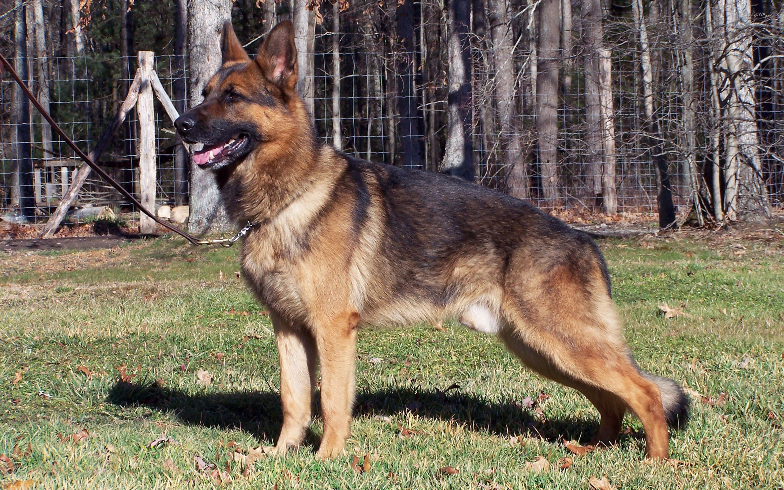 Beautiful German Shepherd - HD Wallpaper 