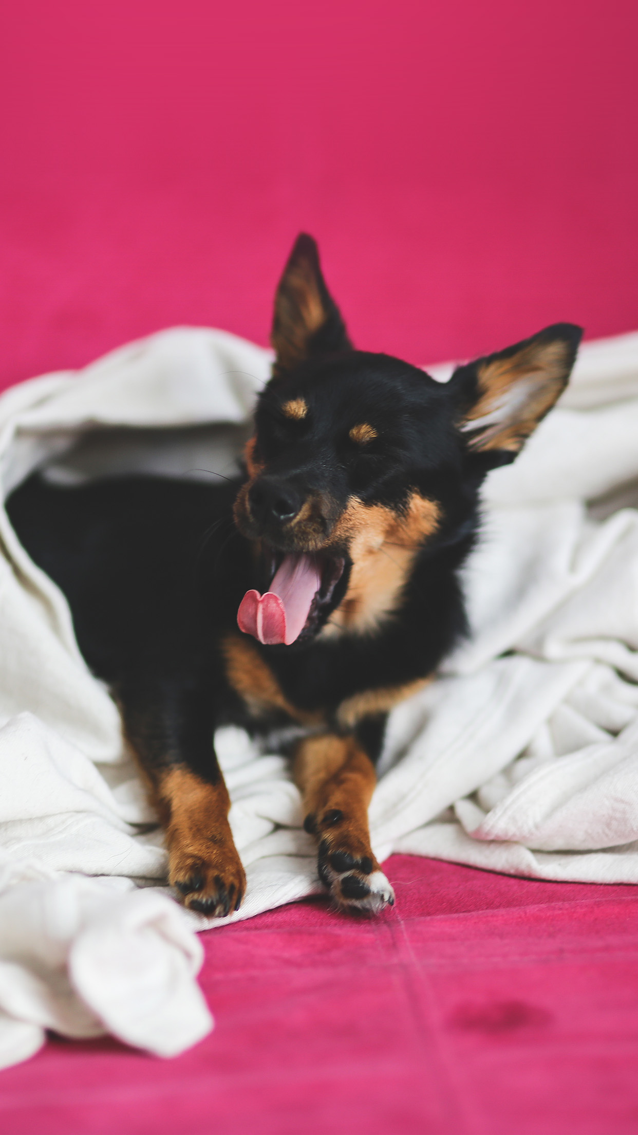 Love Dog Yawn Cute Animal Android Wallpaper - Iphone 6 Dog Art - HD Wallpaper 