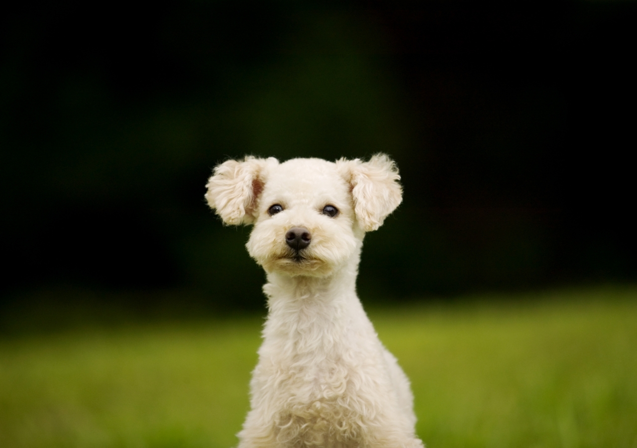 The Best Animals Wallpapers Pack 2 The Best Animal - Small White Dog - HD Wallpaper 