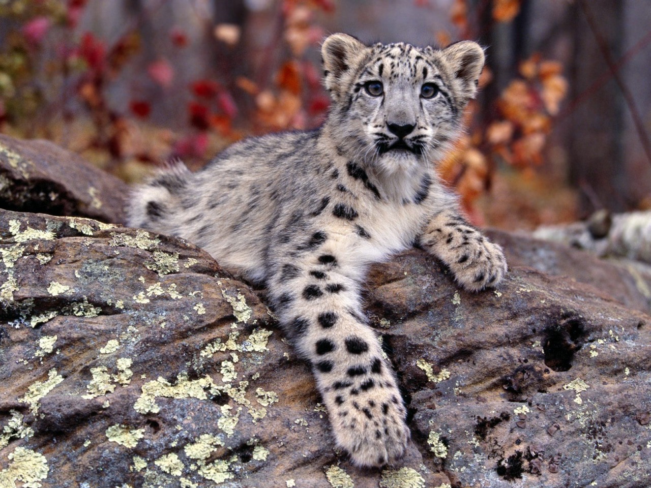 Snow Leopard Wallpaper Baby - HD Wallpaper 