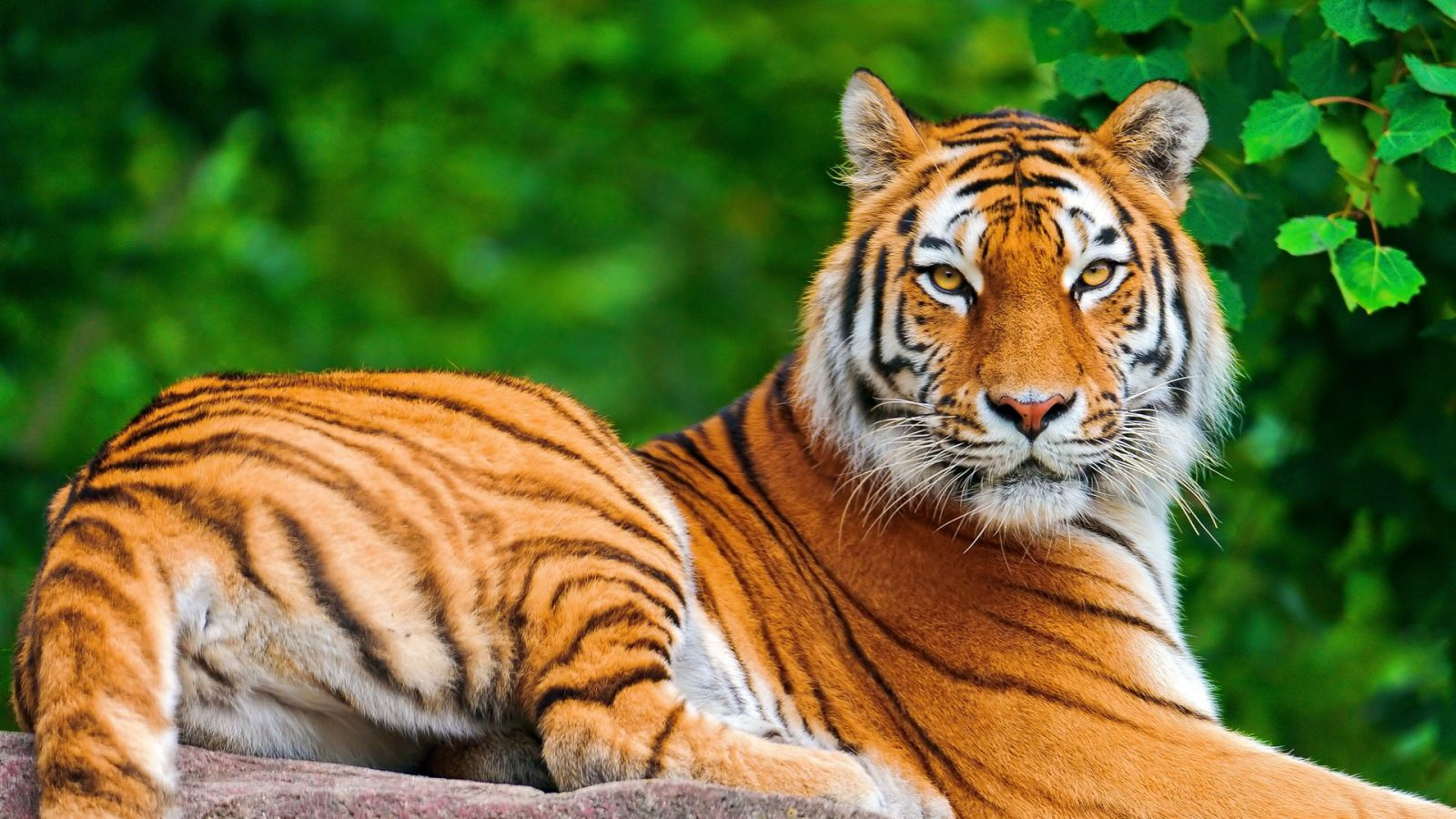 Animals Hd Pictures Download - Tiger Hd - HD Wallpaper 
