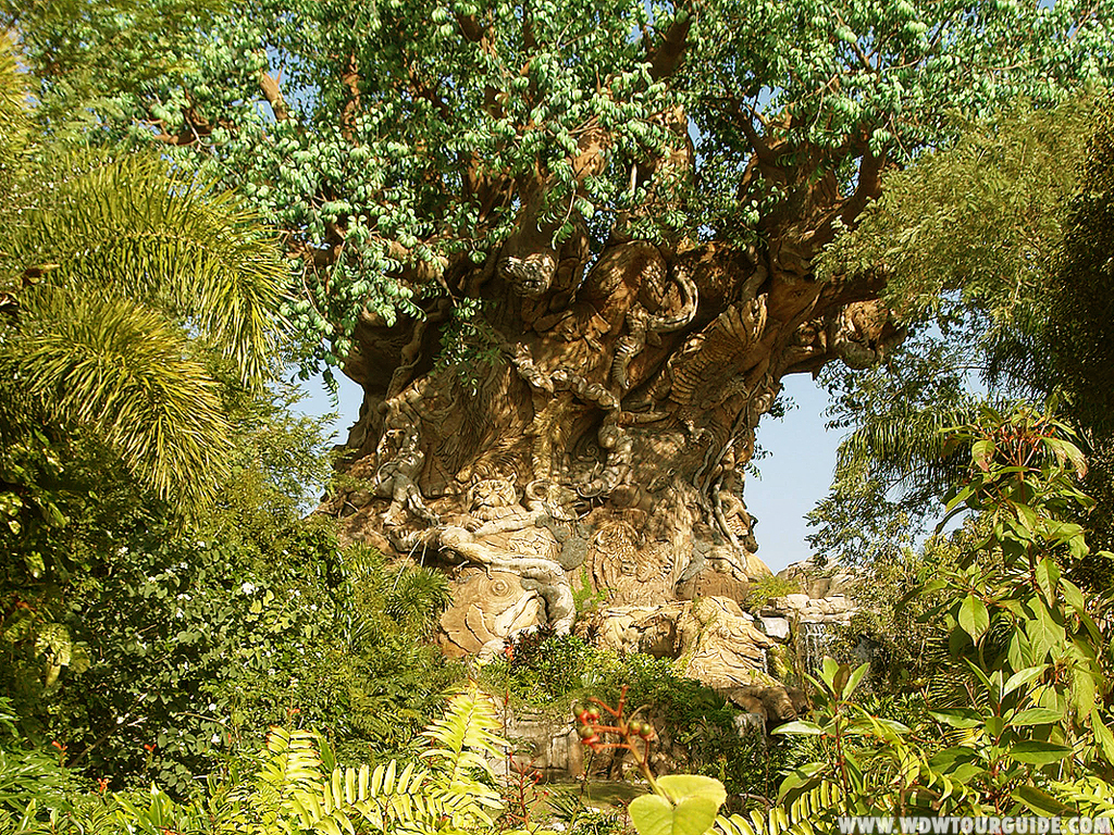 Animal Kingdom Wallpaper - Disney World, The Tree Of Life - HD Wallpaper 