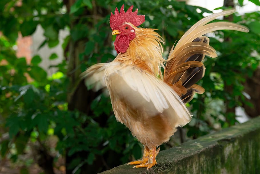 Chicken, Chicks, Easter, Hen, Bird, Animal, Cute, Egg, - Birds - HD Wallpaper 