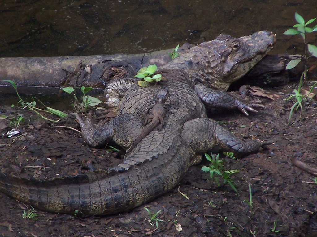 Wild Animals Wallpapers - Nile Crocodile - HD Wallpaper 