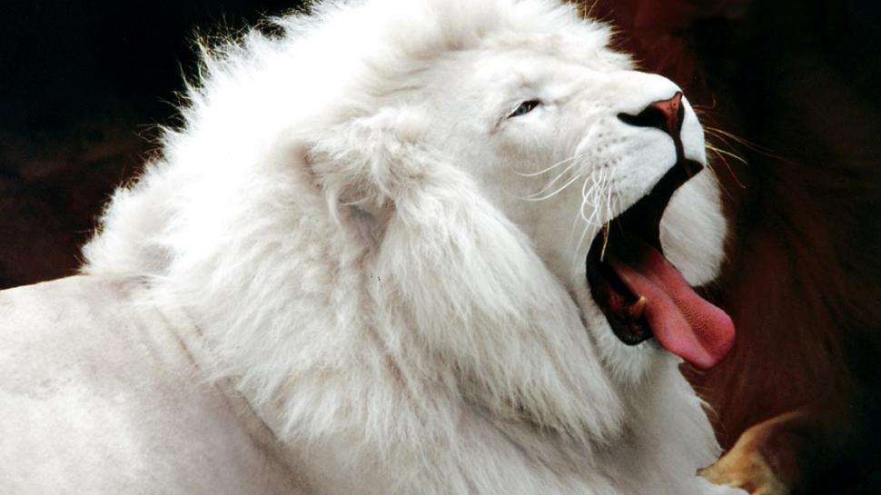 White Lion Animal Hd Wallpaper,animal Hd Wallpaper,hd - Beautiful White Lion - HD Wallpaper 