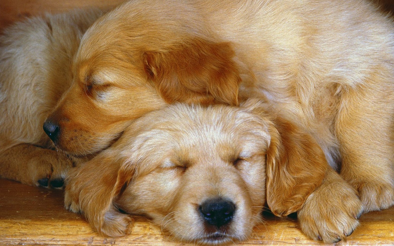 Tender Moments - Golden Retrievers Puppies Cuddling - HD Wallpaper 