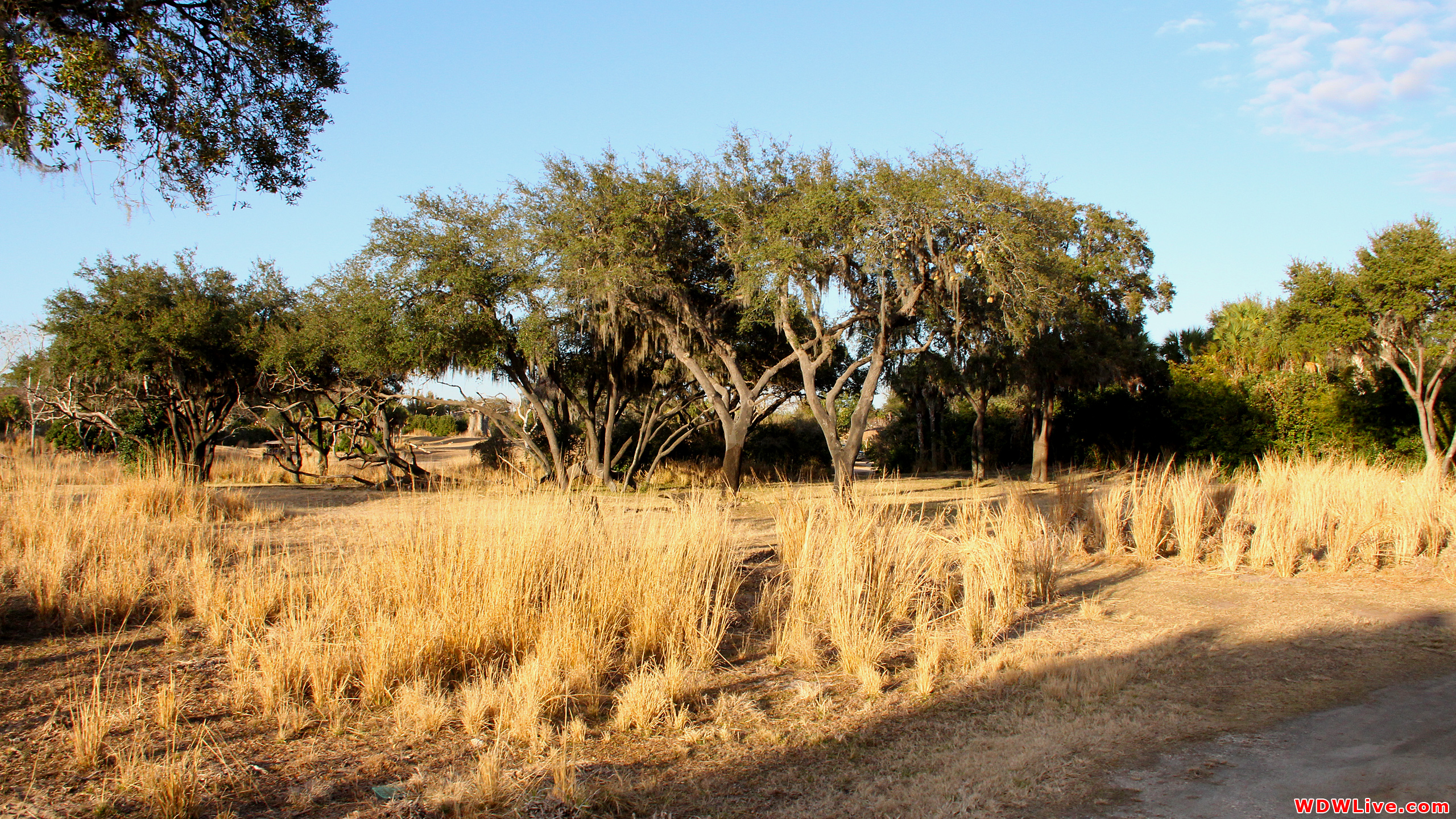 Kilimanjaro Safaris Desktop Wallpaper - African Forest Background Hd - HD Wallpaper 