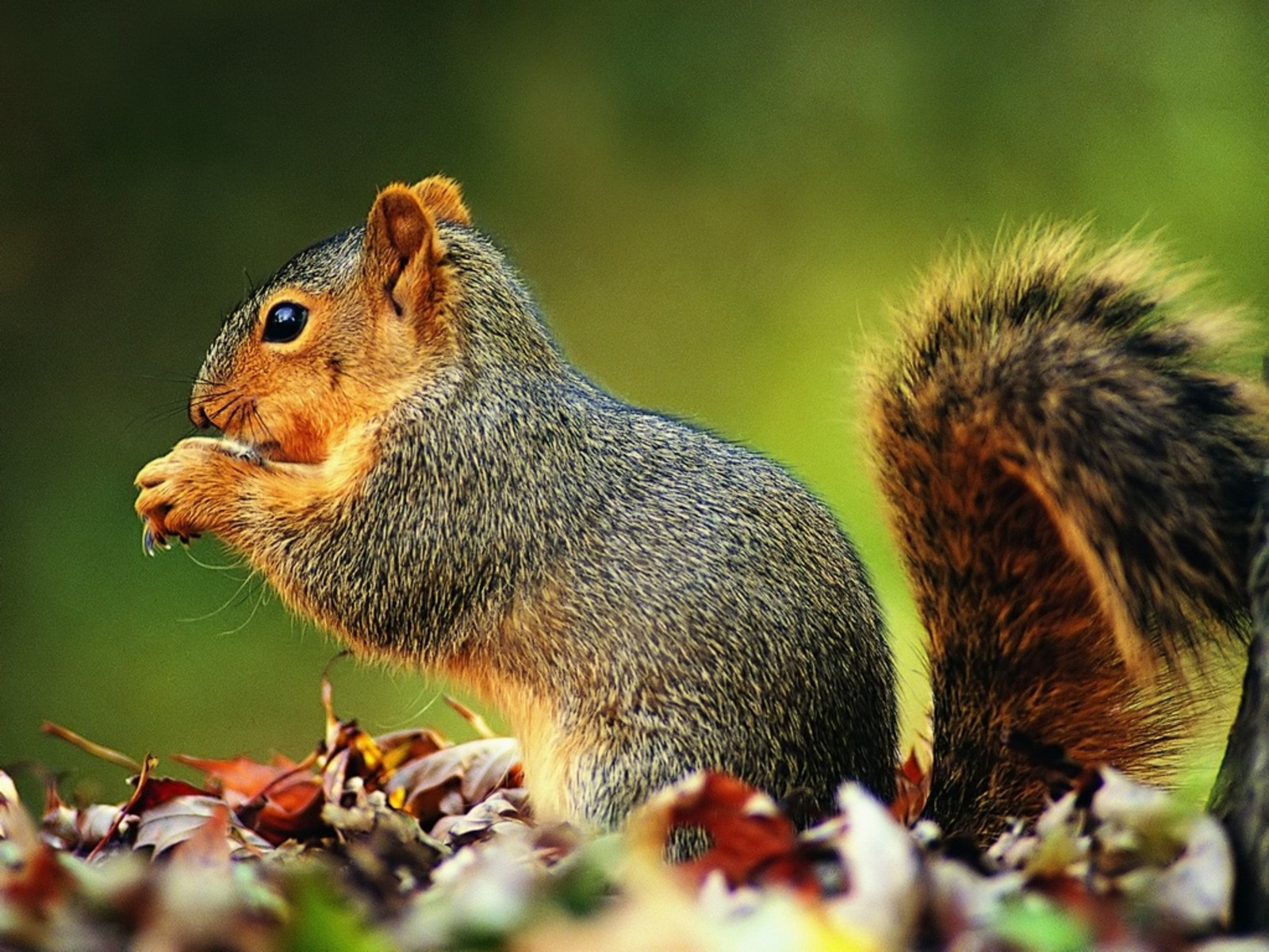 Animals Hd Wallpapers For Pc - Animals Hd Wallpapers For Desktop - HD Wallpaper 