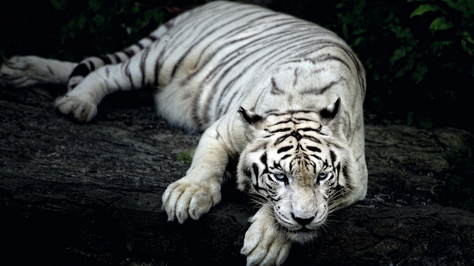 Singapore Zoo - HD Wallpaper 