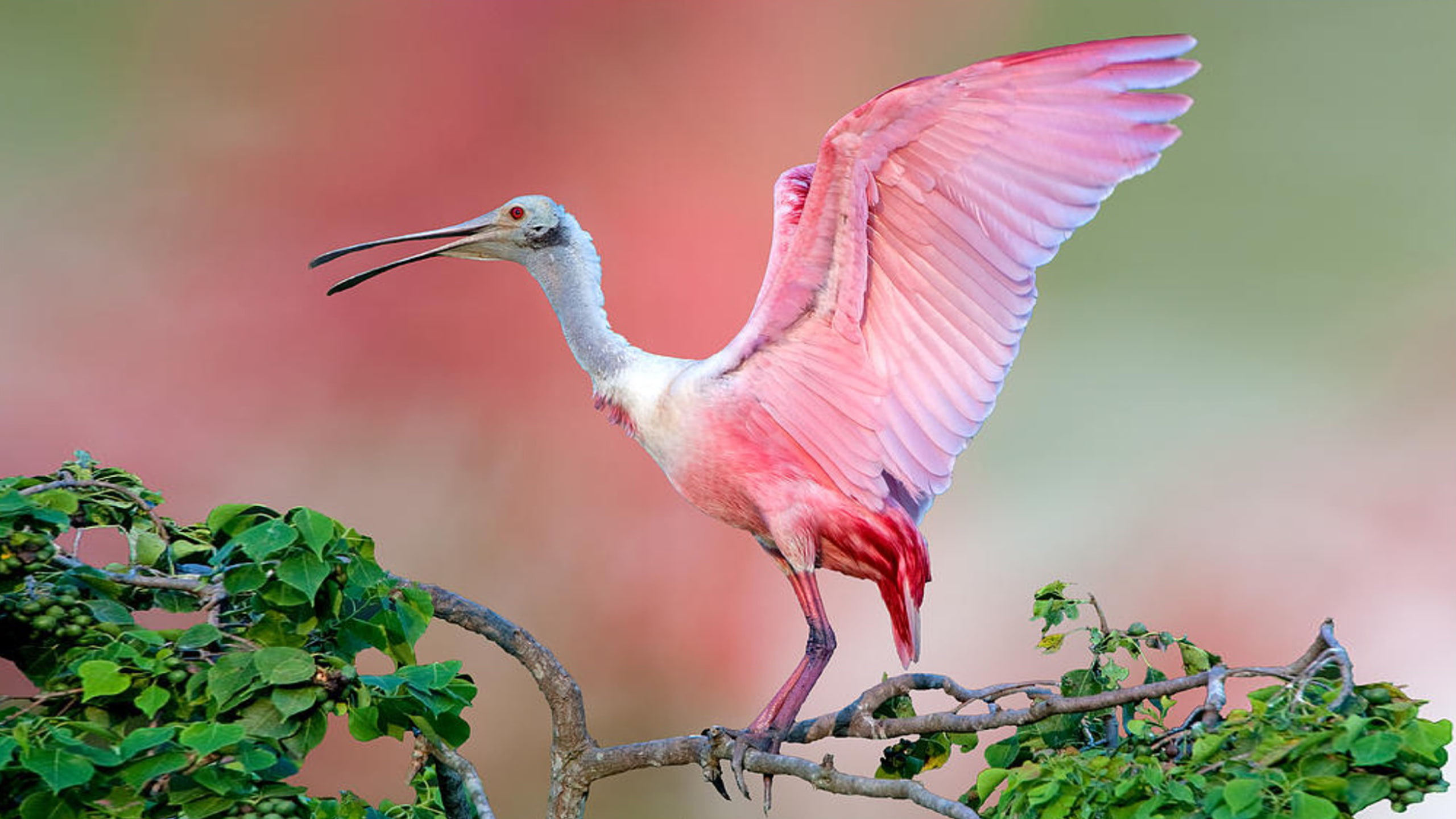 Pink Birds In Tree - HD Wallpaper 