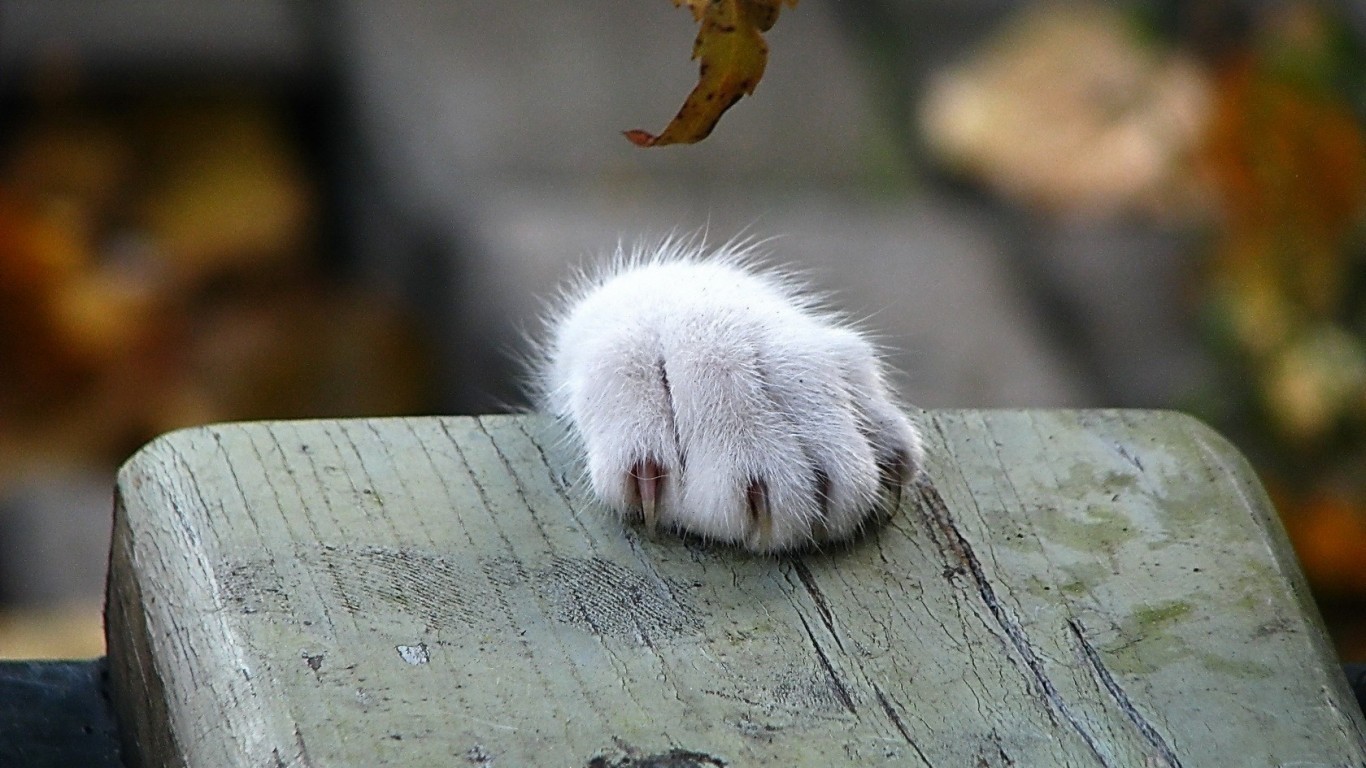 New Fantastic Animal Backgrounds, View - 1366x768 Wallpaper New Fantastic Animal Backgrounds, View - 1366x768 Wallpaper