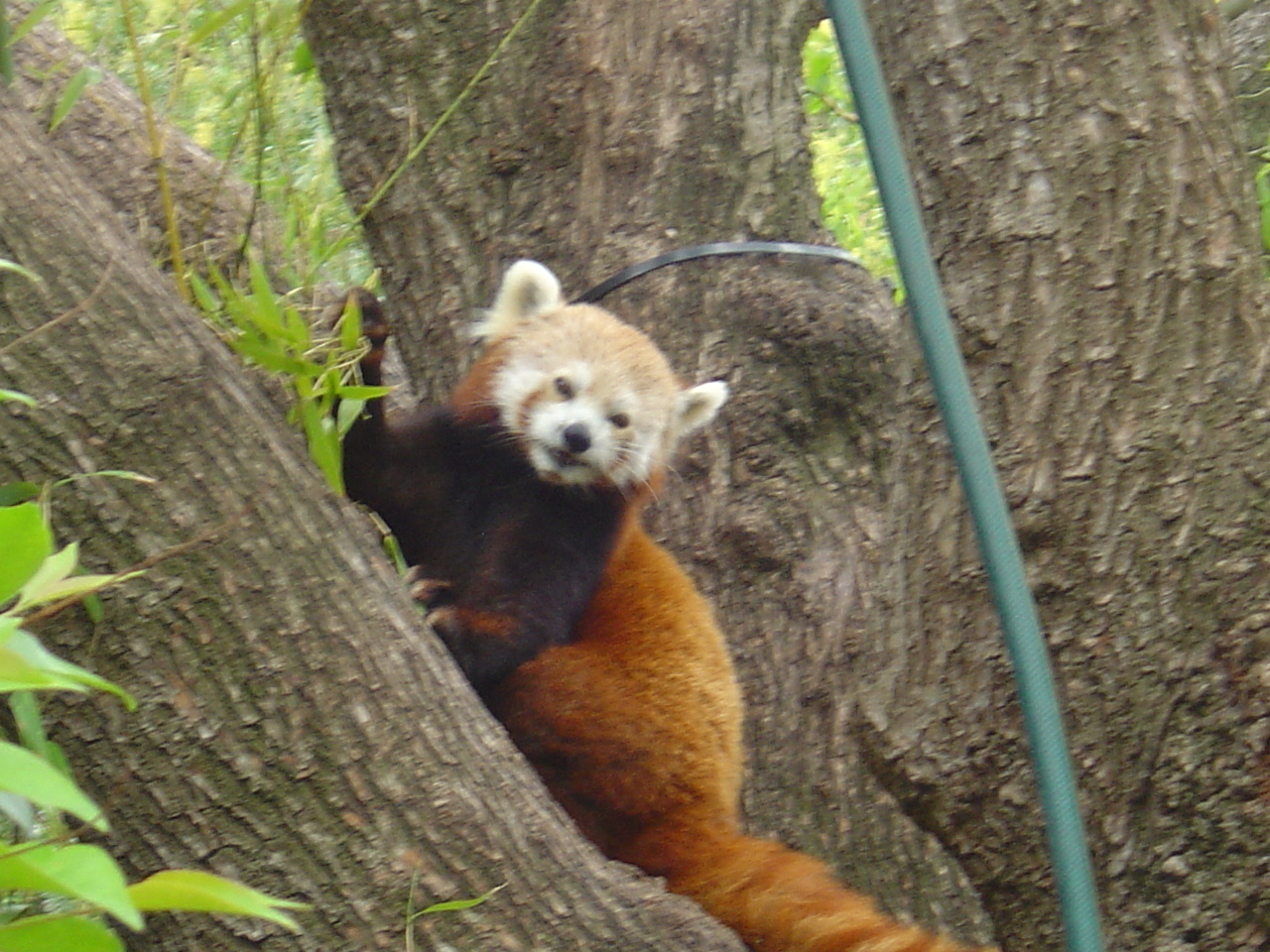 Red Panda - HD Wallpaper 