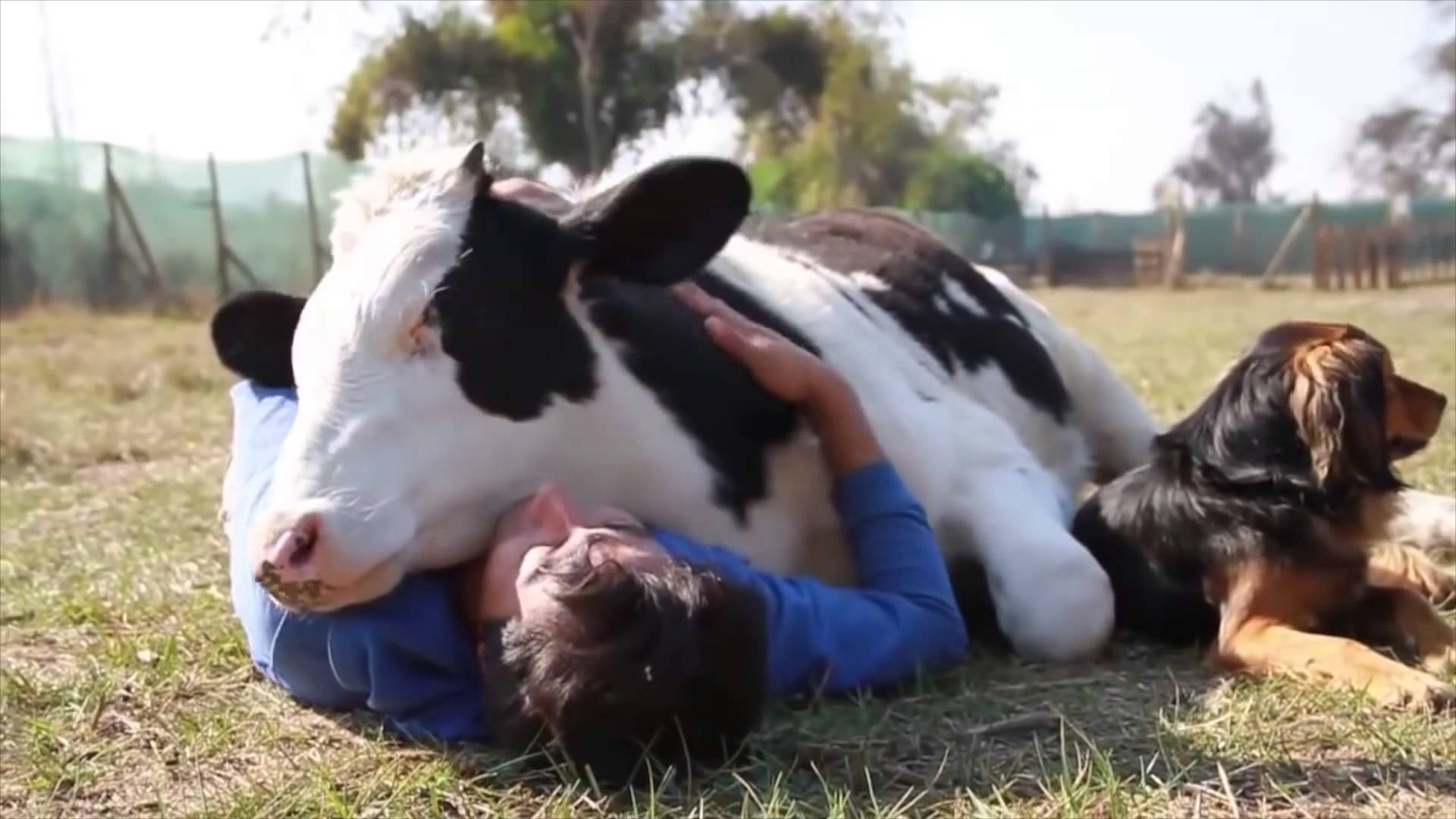 We All Love Animals - Cuddling Cow - HD Wallpaper 