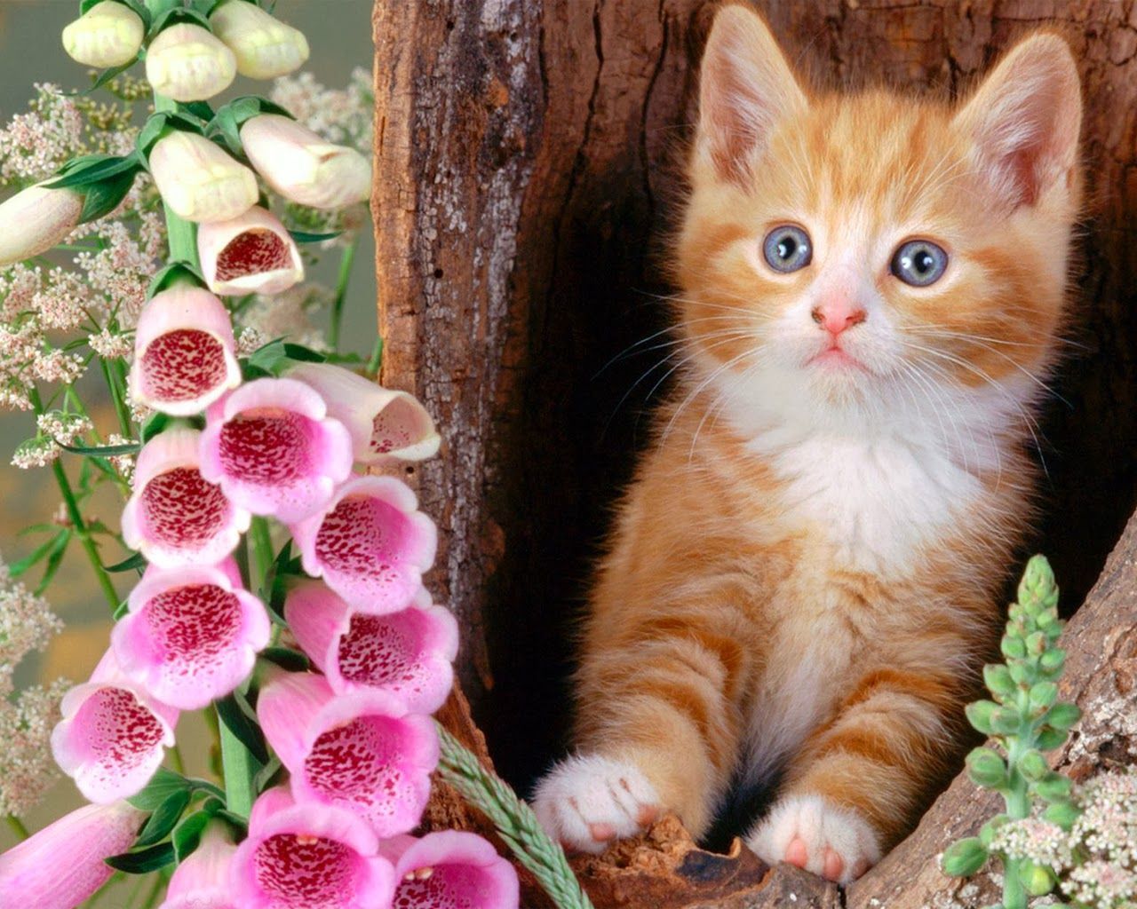 Jessye Beardsall, Animals, - Cute Animals Wallpapers Free Download - 1280x1024 Wallpaper Jessye Beardsall, Animals, - Cute Animals Wallpapers Free Download - 1280x1024 Wallpaper