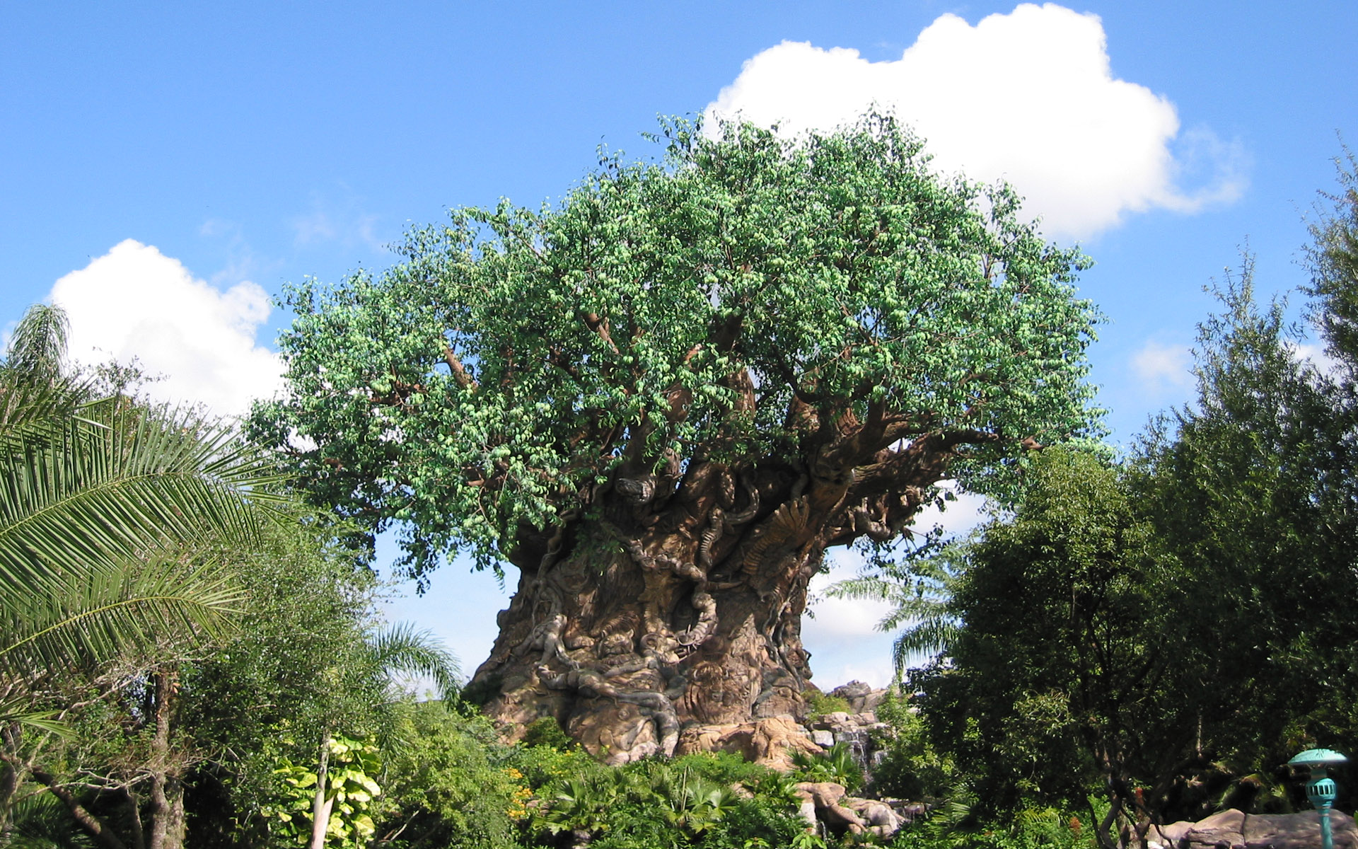 Disney World, The Tree Of Life - HD Wallpaper 