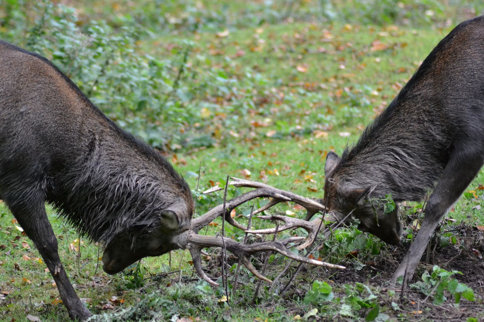 Outdoors Grass Wildlife Animals Wallpaper - Sika Deer Fighting - HD Wallpaper 