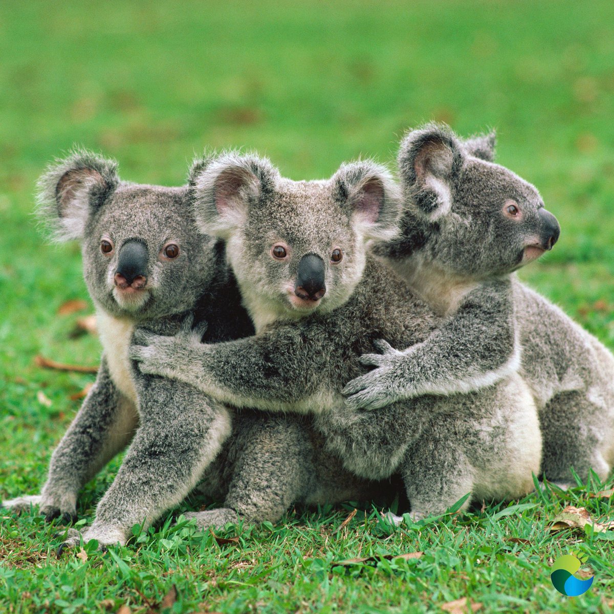 Animals Zedge - HD Wallpaper 