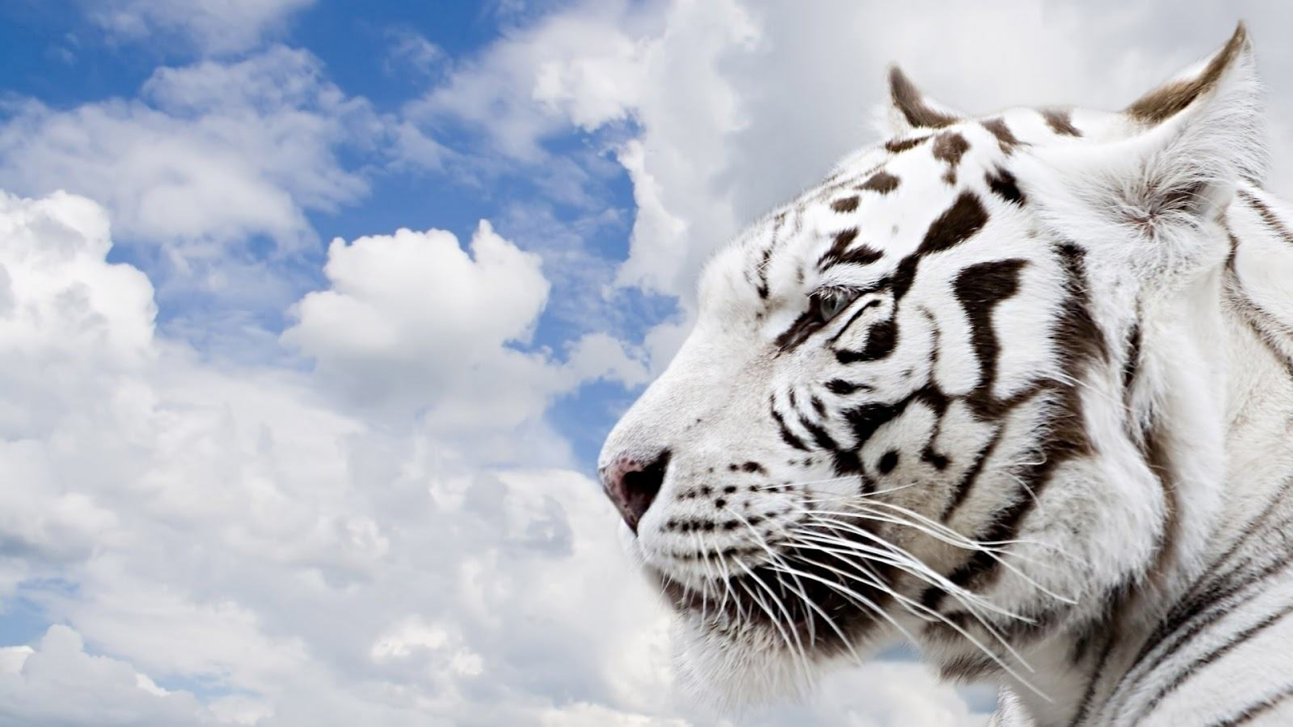 White Tiger Images Hd - HD Wallpaper 