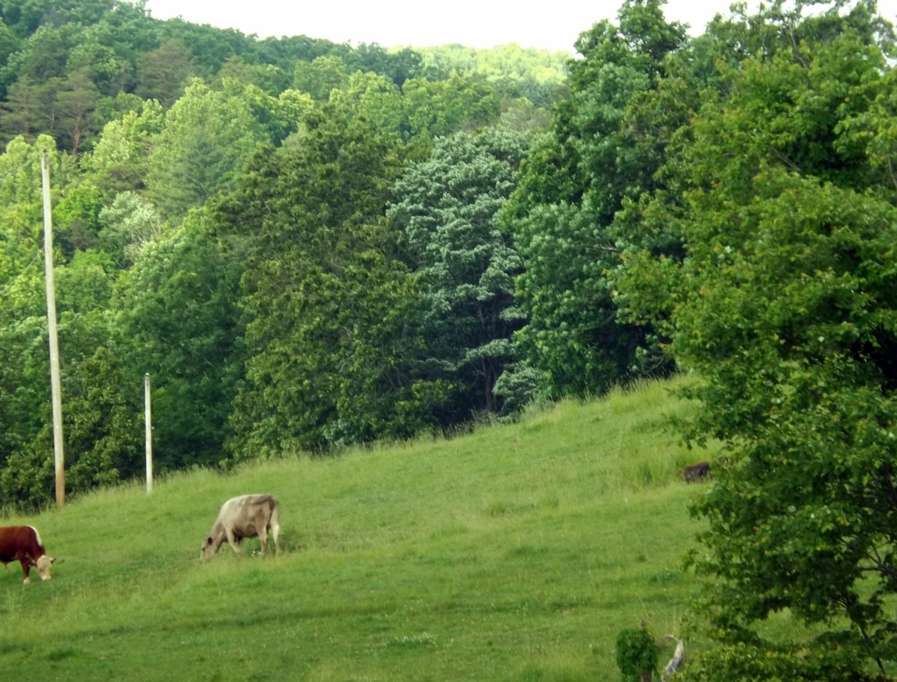 Grazing - HD Wallpaper 