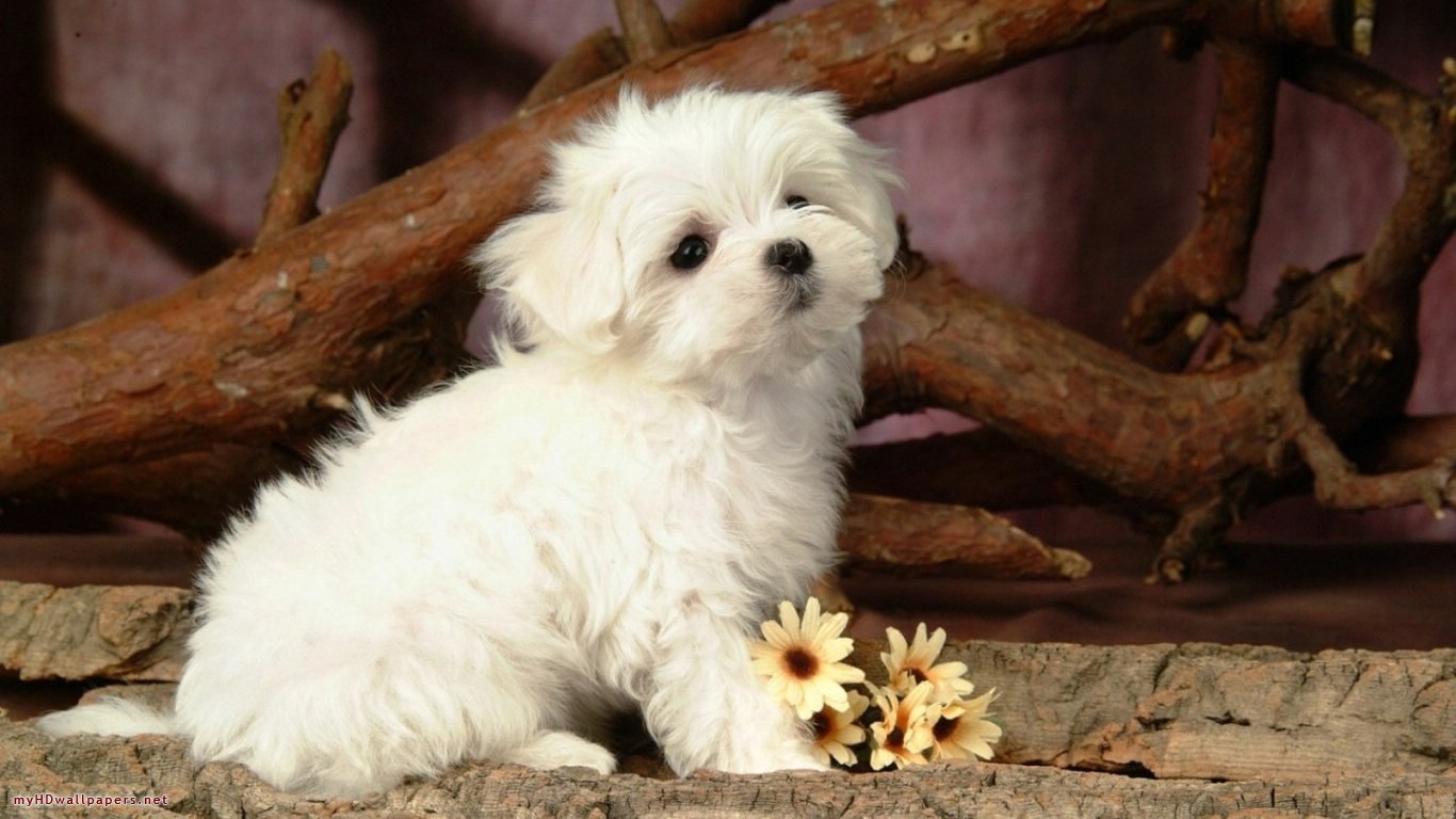 Cute Animals Hd And New D On Myhd Net 184830 Wallpaper - White Puppy Griffon Dog - HD Wallpaper 