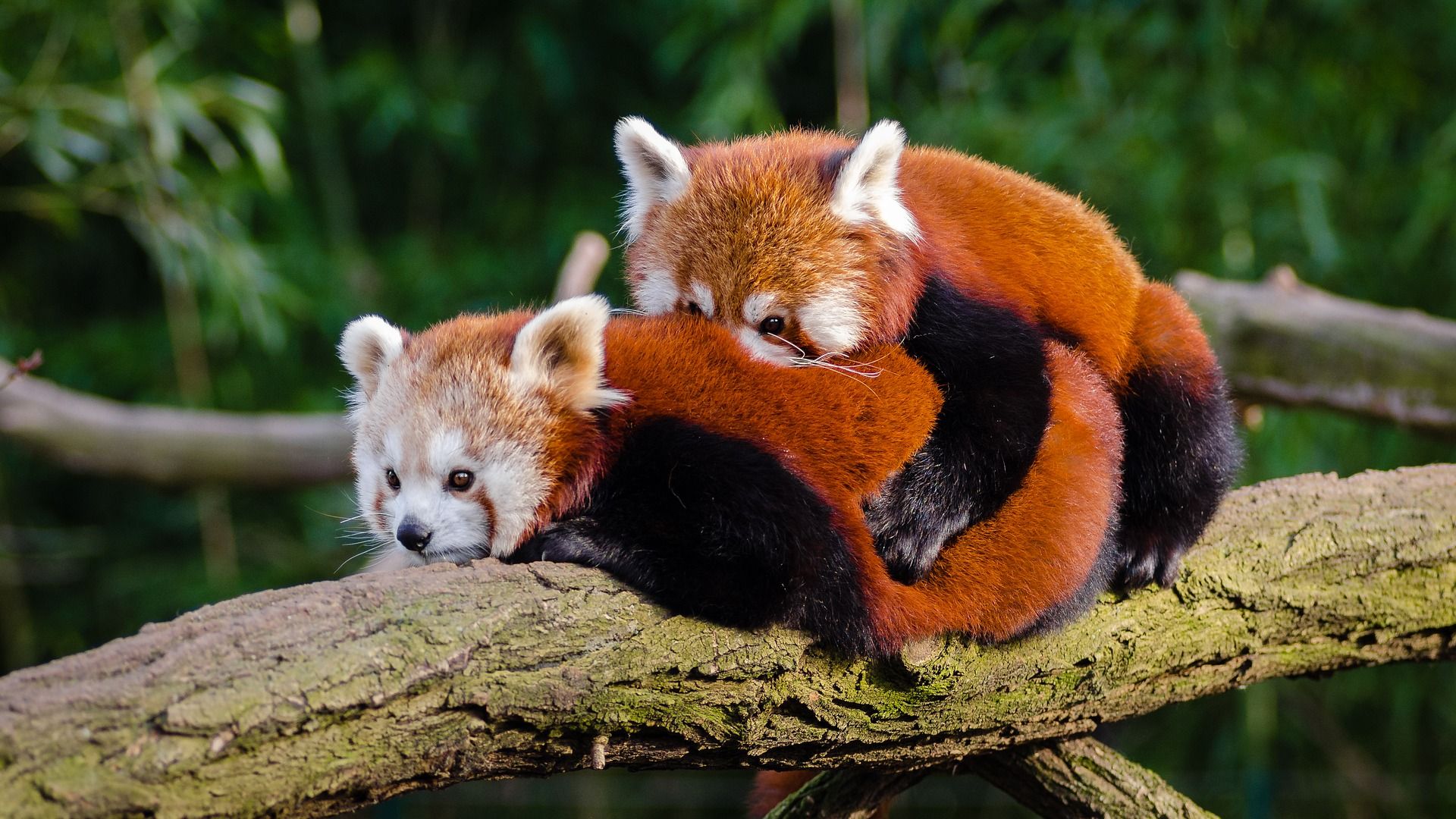 Red Cute Panda Love Wallpaper - Red Panda - HD Wallpaper 