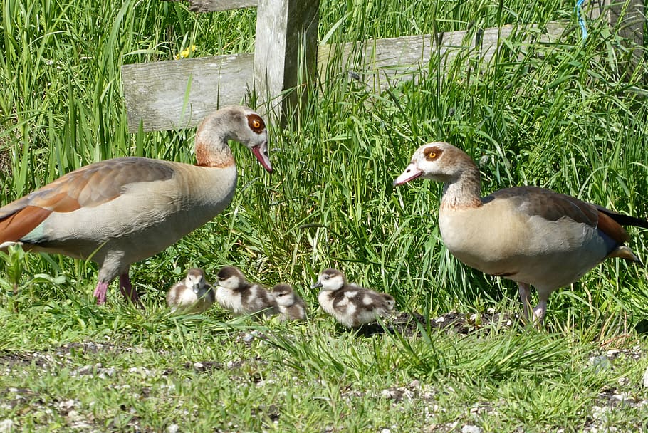 Nile Goose, Fledglings, Boy, Birds, Nature, Animal - Duck - HD Wallpaper 