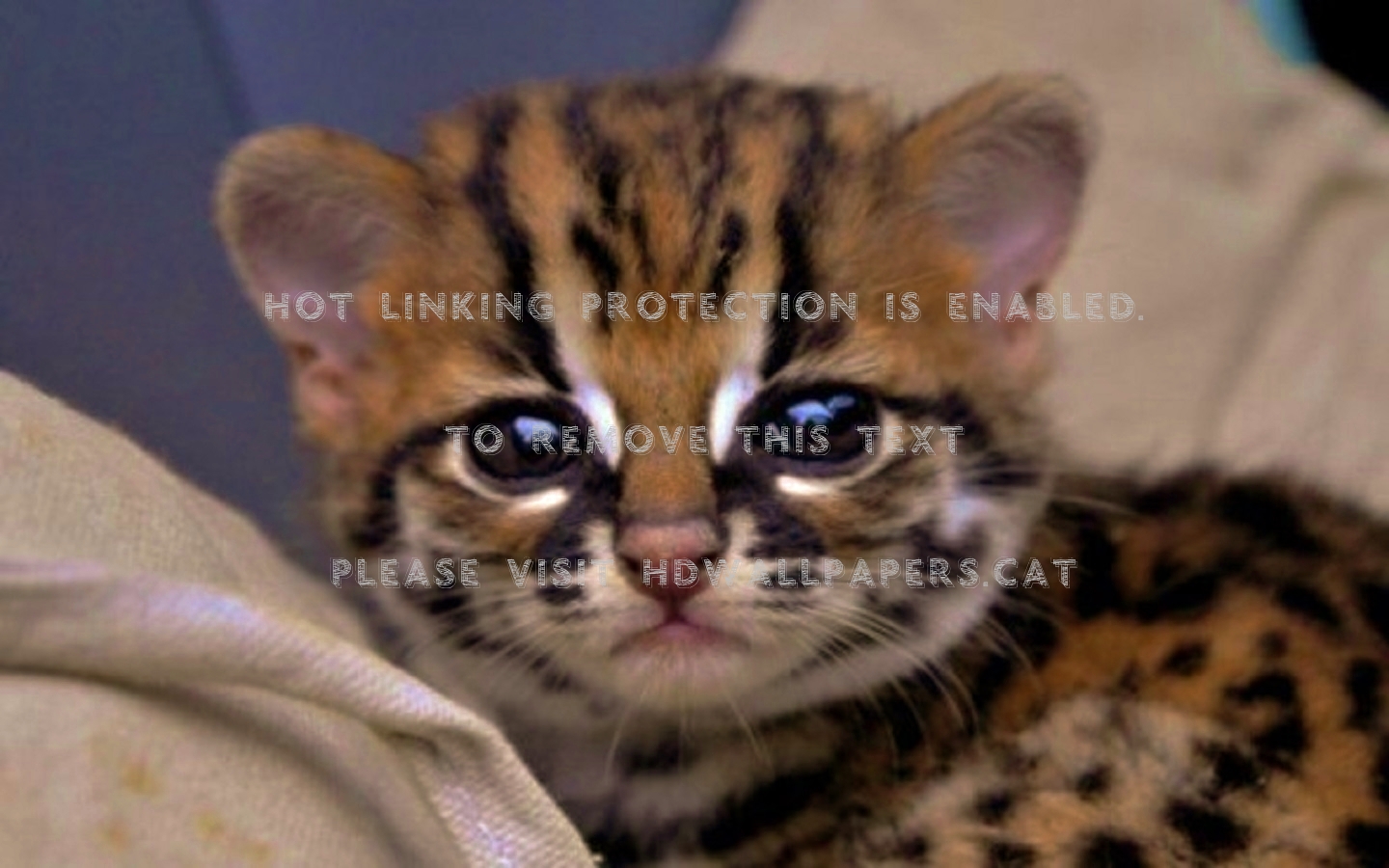 Baby Ocelot Cub Sweet Small Cute Animals - Ocelot - HD Wallpaper 