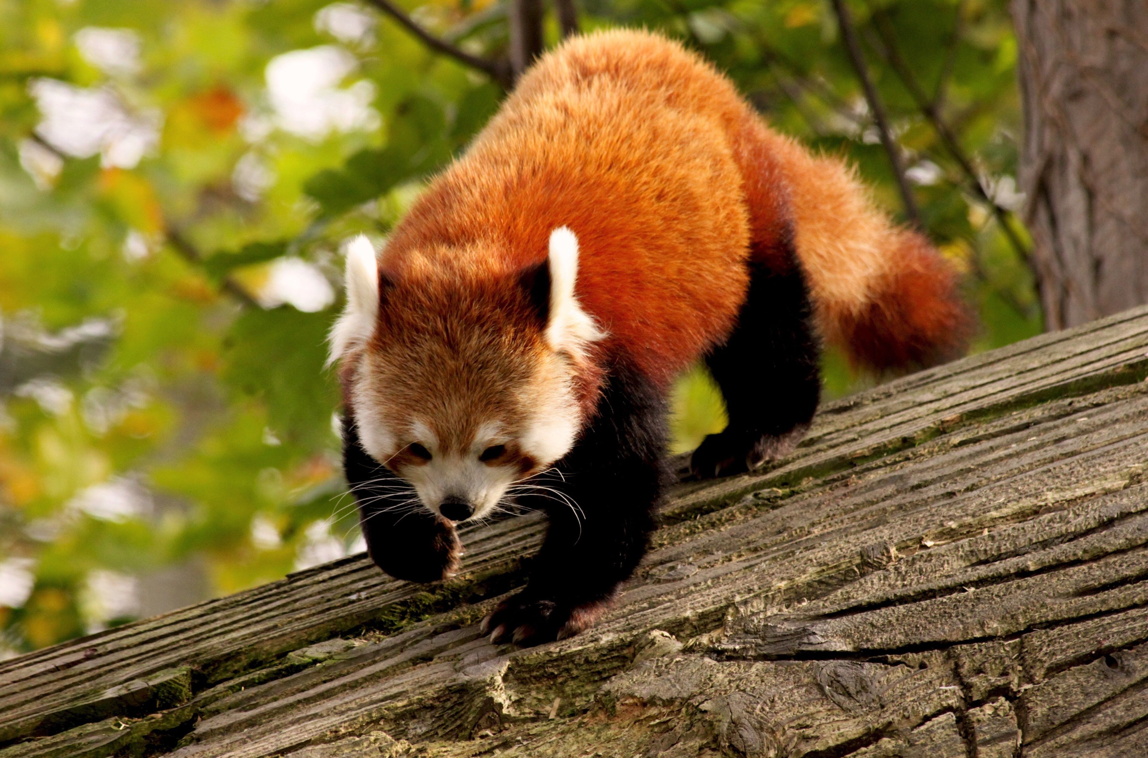 Wild Animals Red Panda - HD Wallpaper 