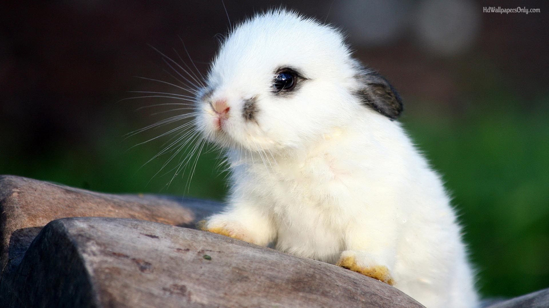 2016 Cute Animals Hdq Wallpapers - Cute Animal Wallpapers Hd - HD Wallpaper 