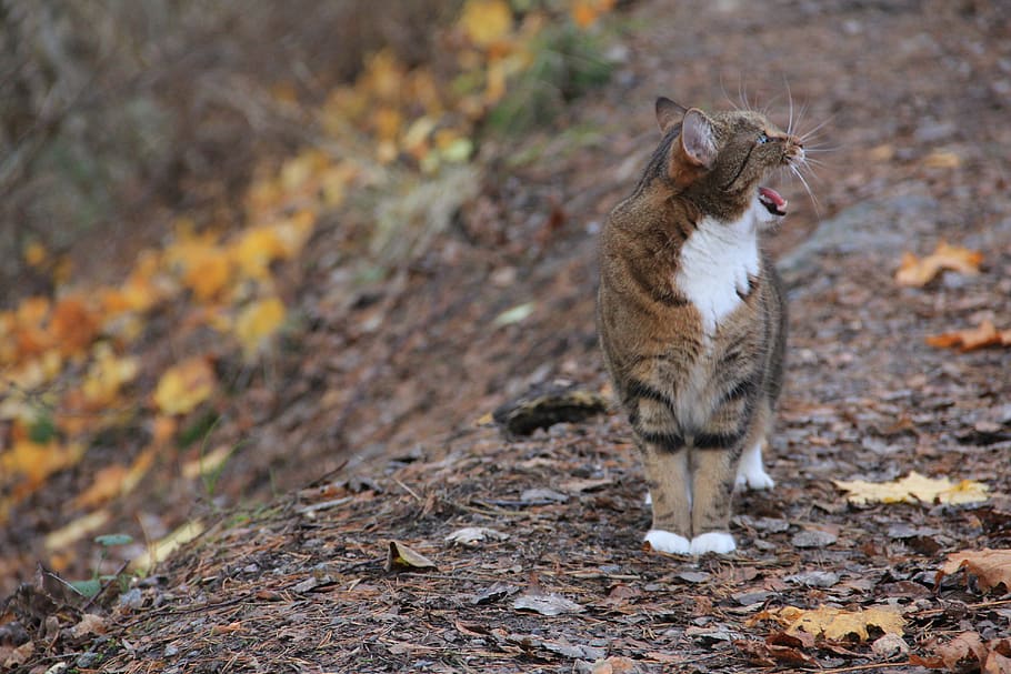 Nature, Animals, Outdoor, Animal Life, Mammal, Cat, - Cat Yawns - HD Wallpaper 