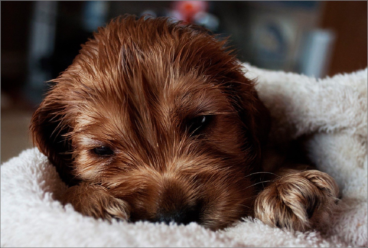 Companion Dog - HD Wallpaper 