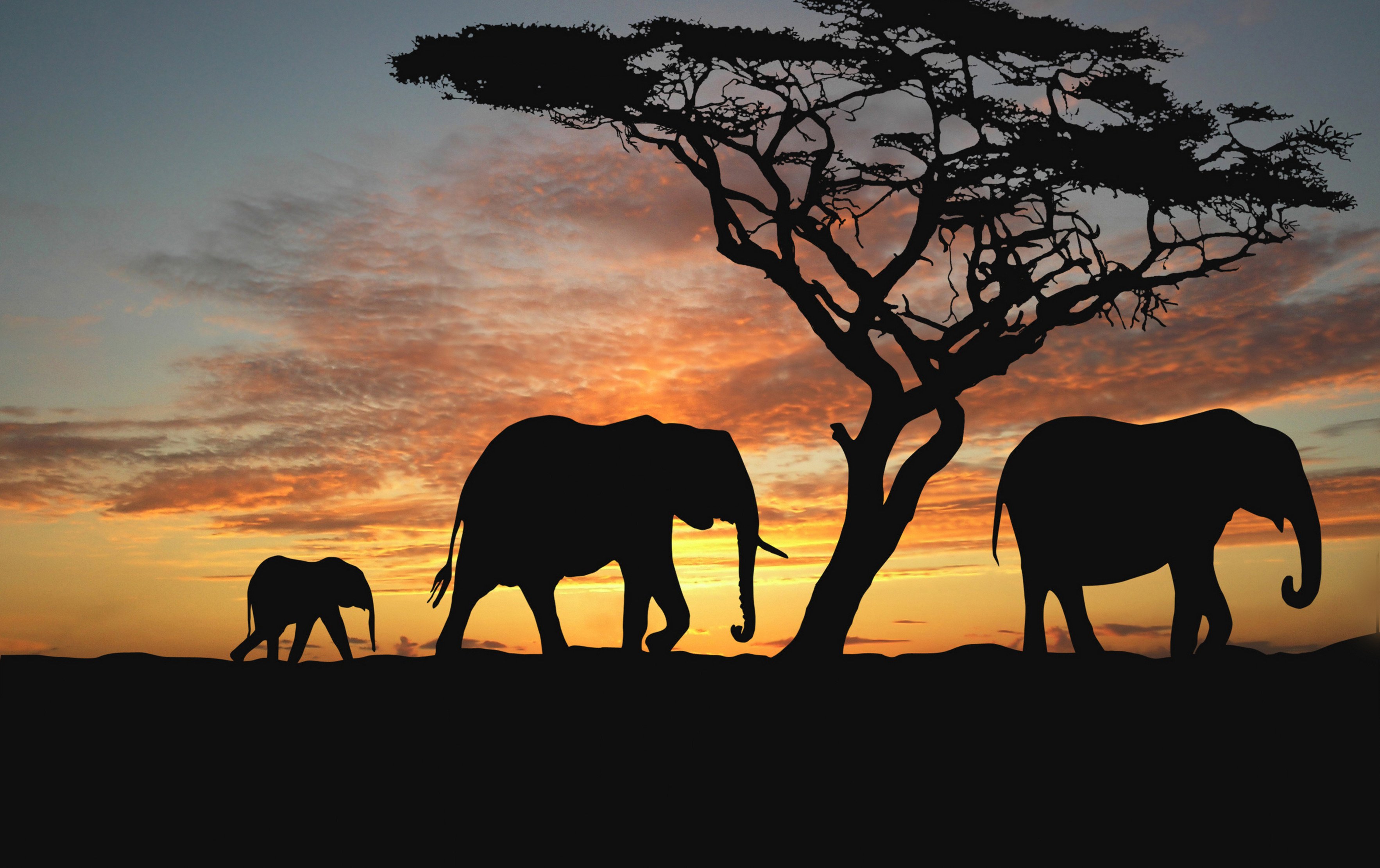 Elephant Sunset - HD Wallpaper 