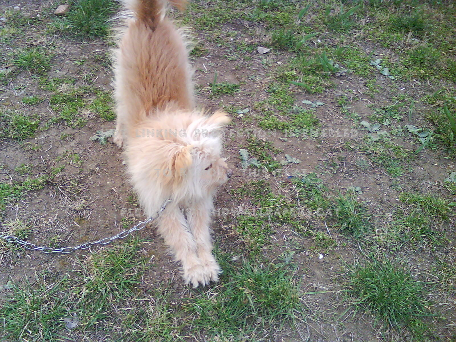Cute Roshko Shaggy Sweet Animals Dogs - Domestic Long-haired Cat - HD Wallpaper 