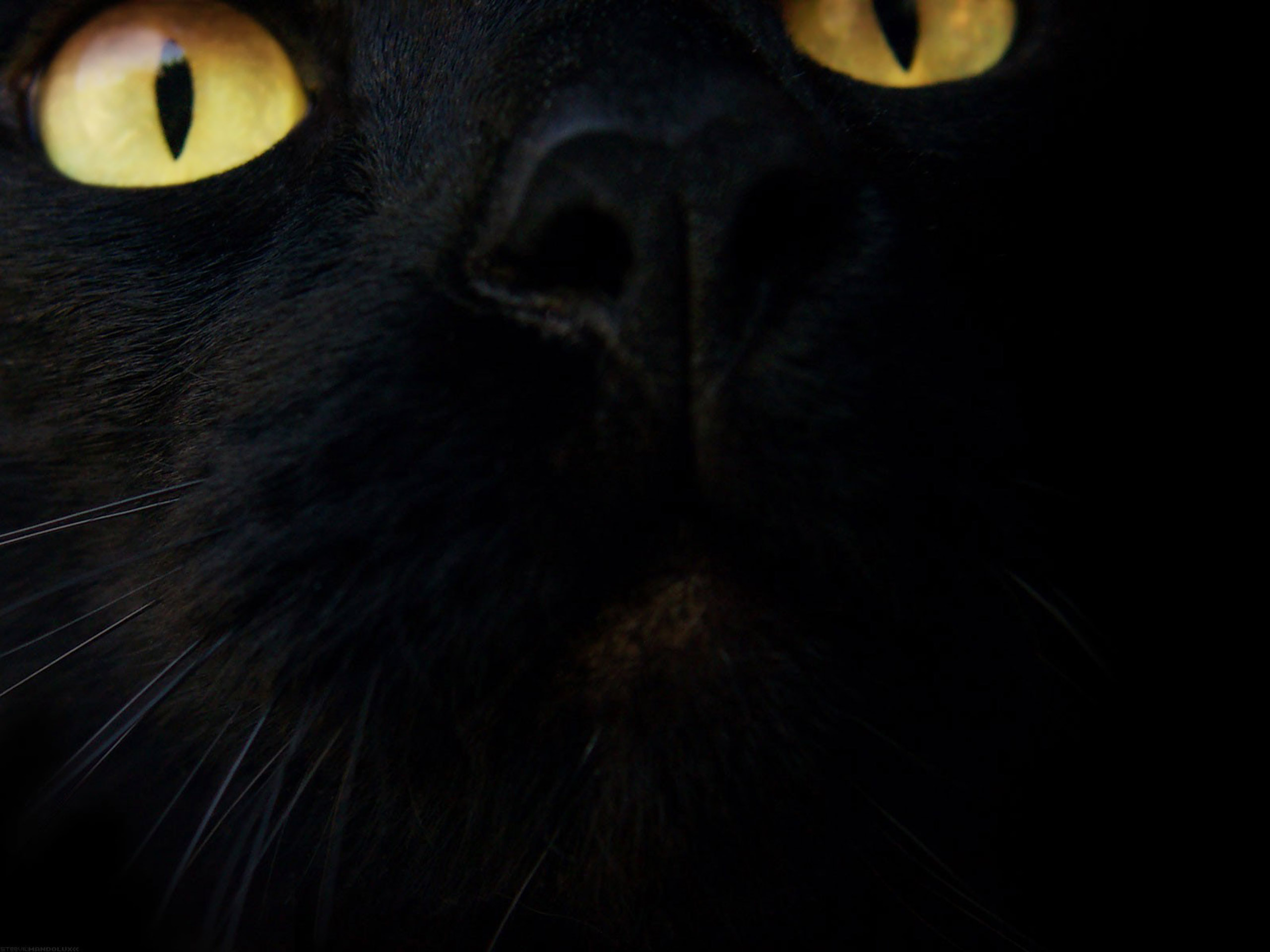 Black Animated Cat Background - HD Wallpaper 