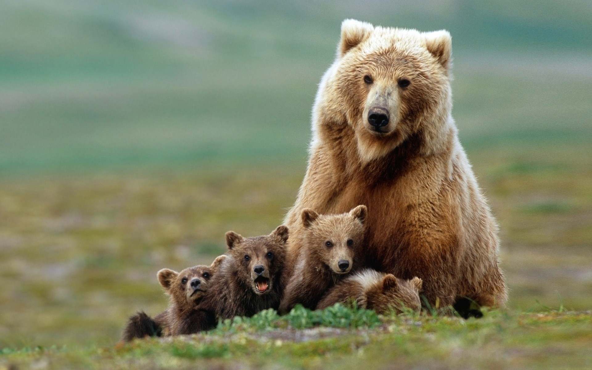 Baby Animal Wallpaper Hd Images - Bear And 3 Cubs - HD Wallpaper 